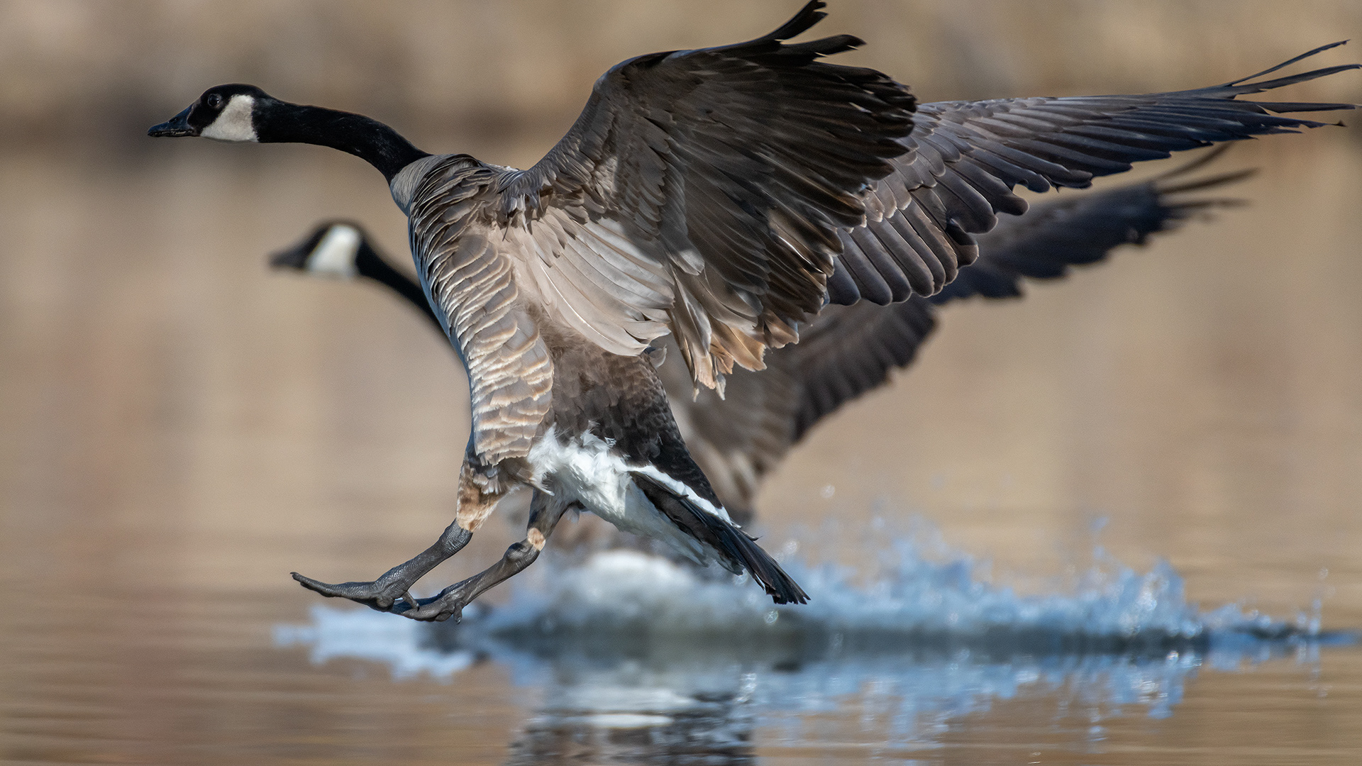 Canada Geese, Marshall Springs, Fish Creek Provincial Park, Calgary, AB