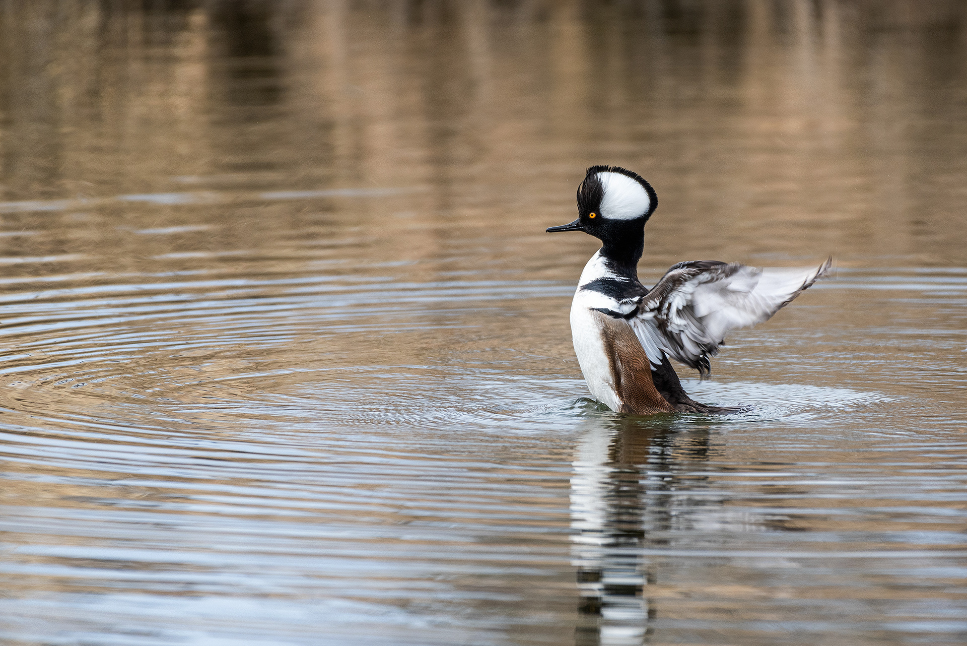 Hooded Merganser (male) at the Inglewood Bird Sanctuary & Nature Centre, Calgary, Alberta