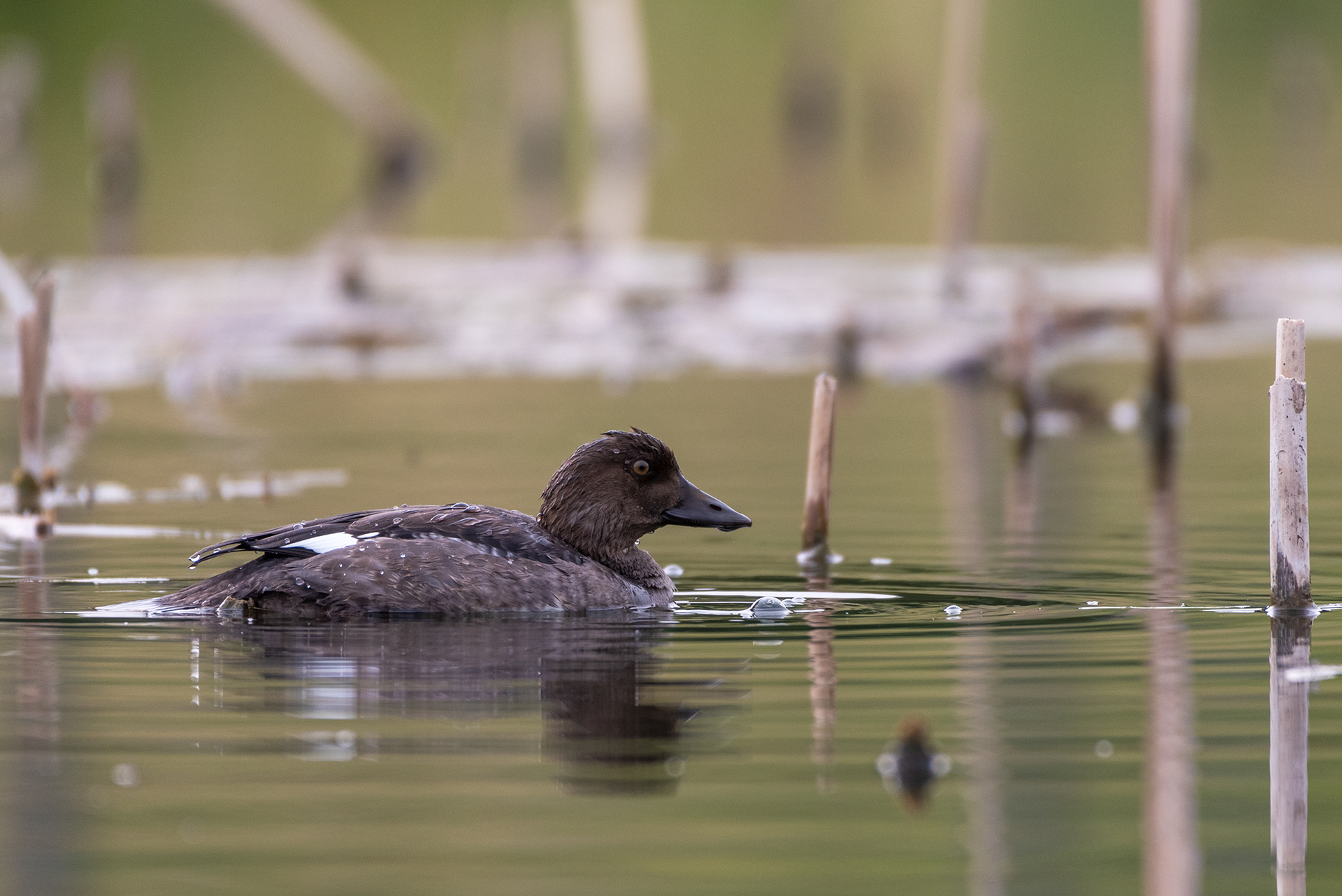Duck (unknown type) at the Marshall Springs ponds in Fish Creek Provincial Park