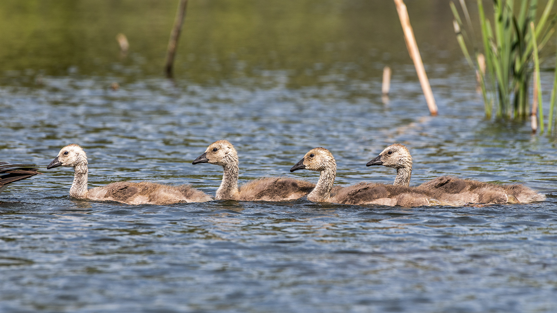 Canada Goose goslings at the Marshall Springs ponds in Fish Creek Provincial Park, Calgary, Alberta