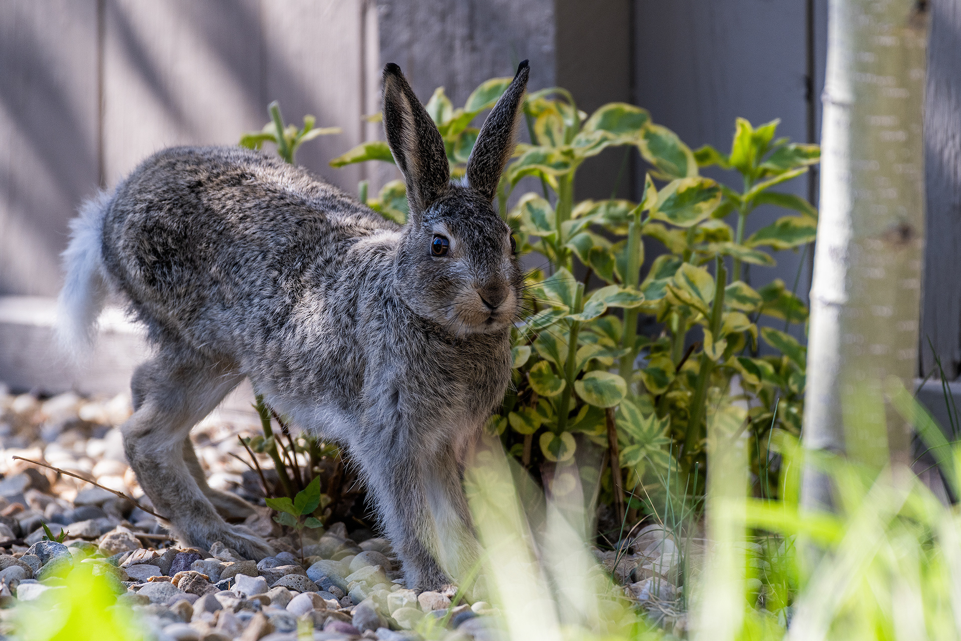 Hare (immature) in the back yard, Bridlewood, Calgary, Alberta