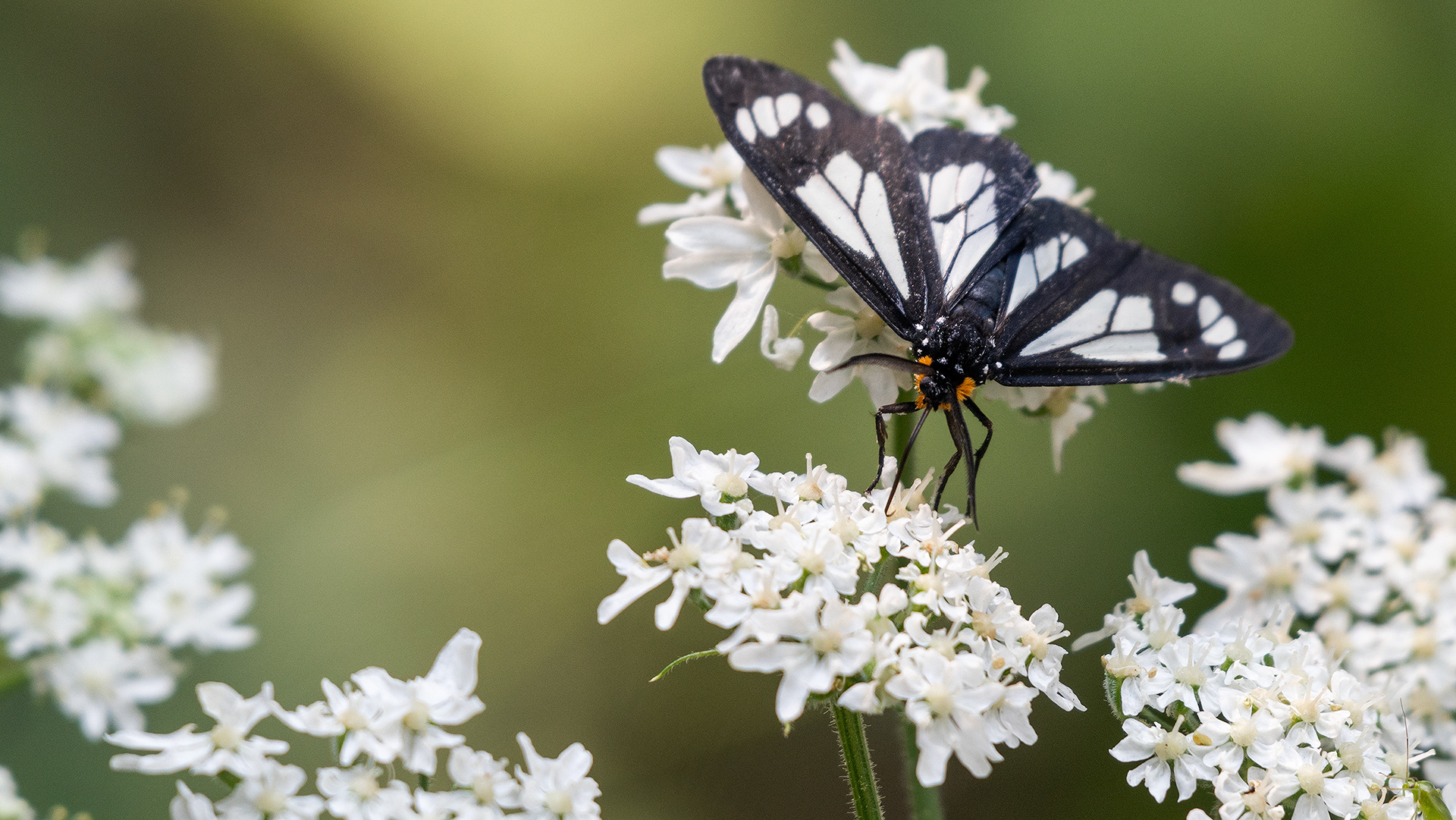 Butterfly, South Glenmore Park, Calgary, AB