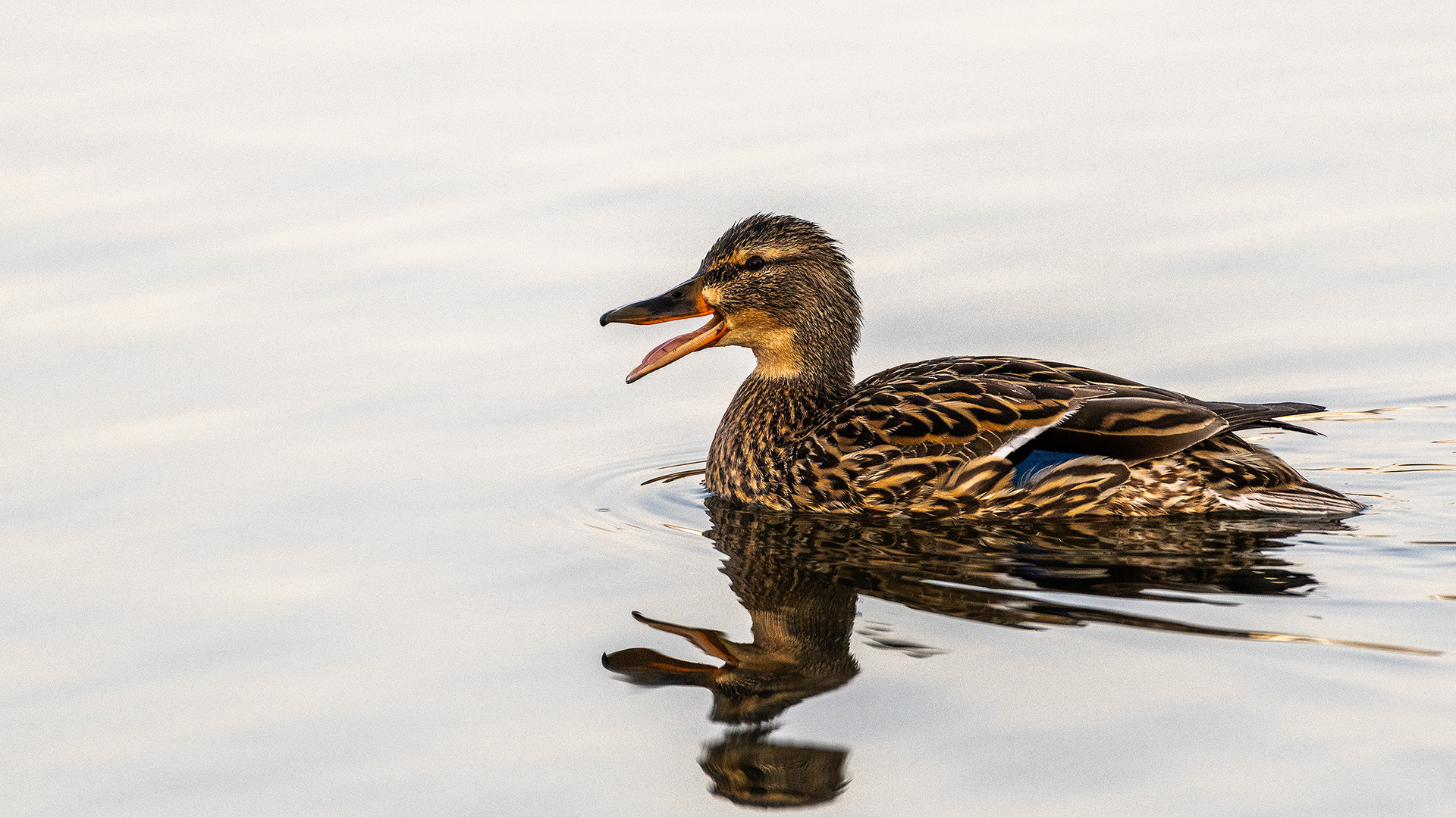 Mallard (female) calling, Bridlewood Wetlands Park, Calgary, Alberta