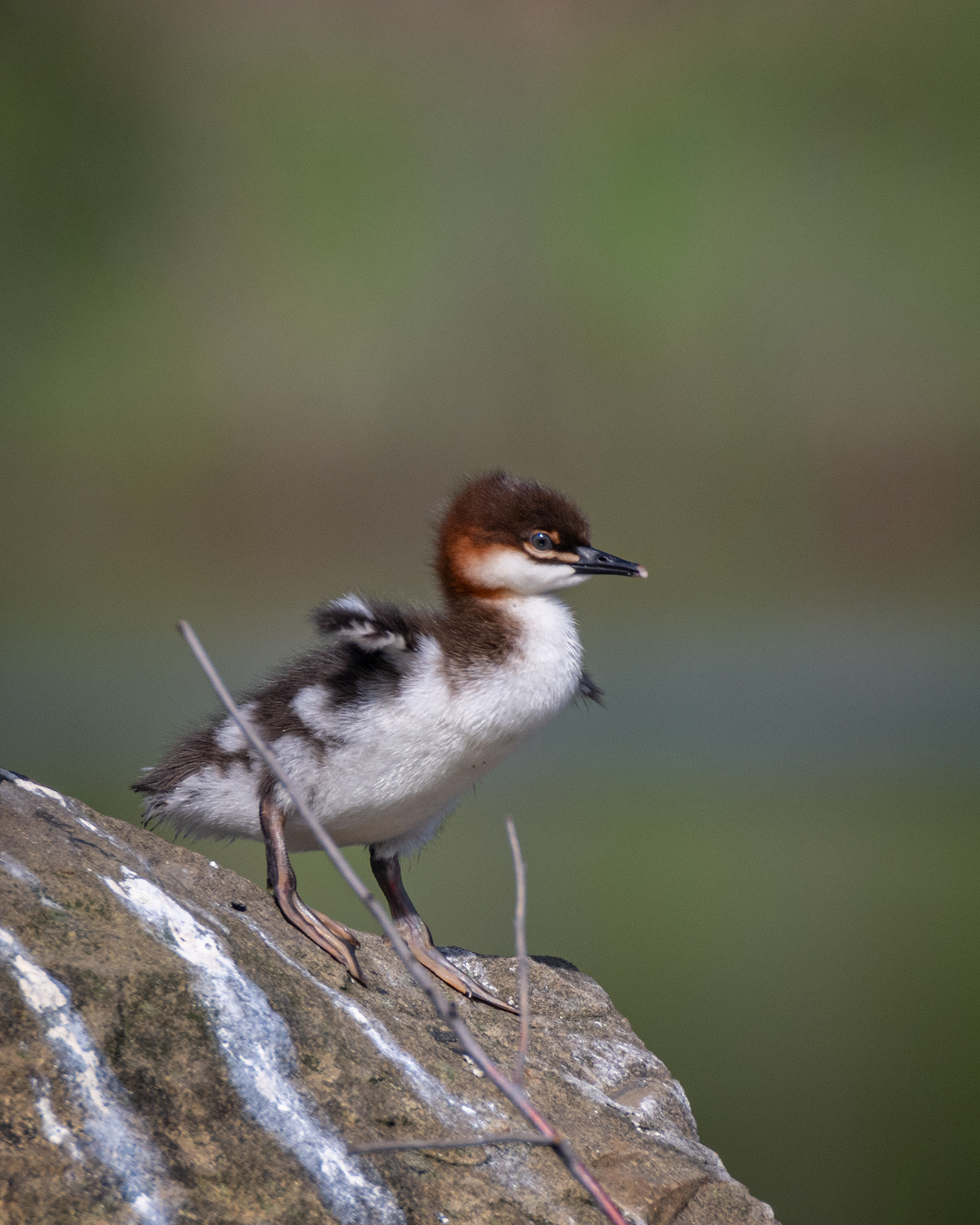 Common Merganser (immature), Marshall Springs ponds, Fish Creek Provincial Park, Calgary, AB