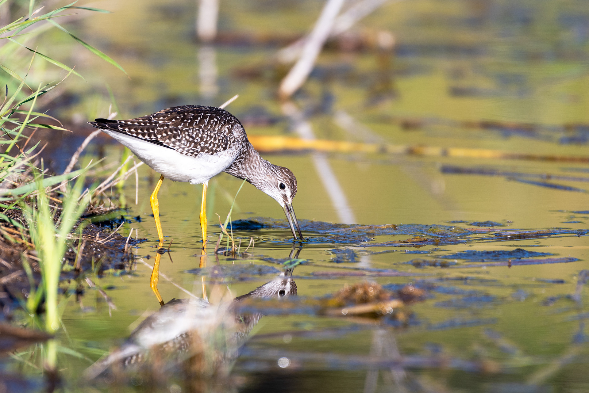 Greater Yellowlegs in shallow water