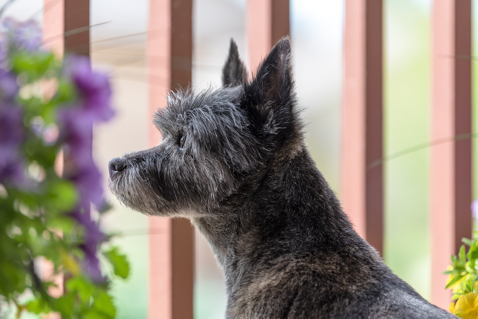 Coco, Cairn Terrier dog, Bridlewood, Calgary, Alberta
