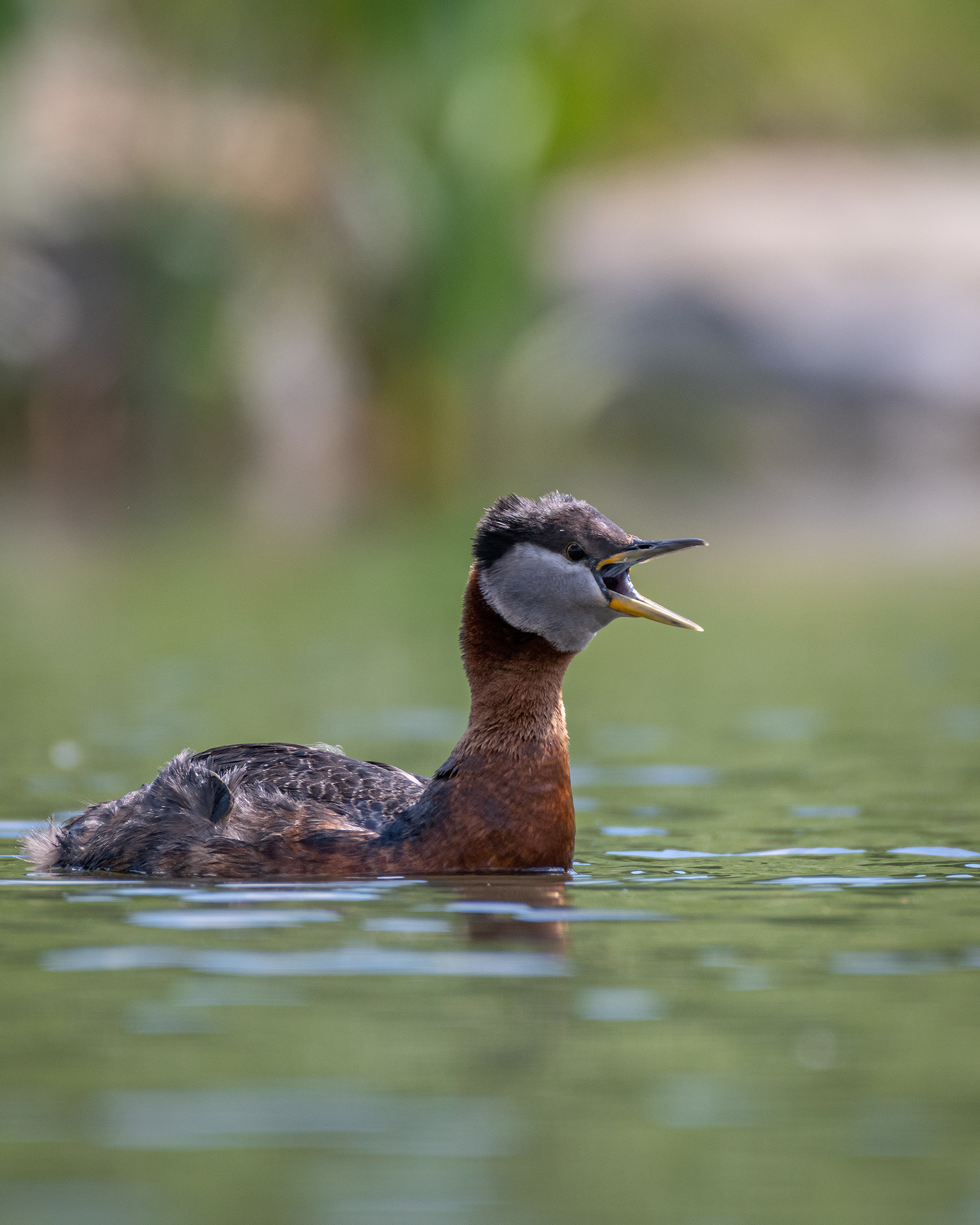 Red-necked Grebe, Marshall Springs ponds, Fish Creek Provincial Park, Calgary, AB