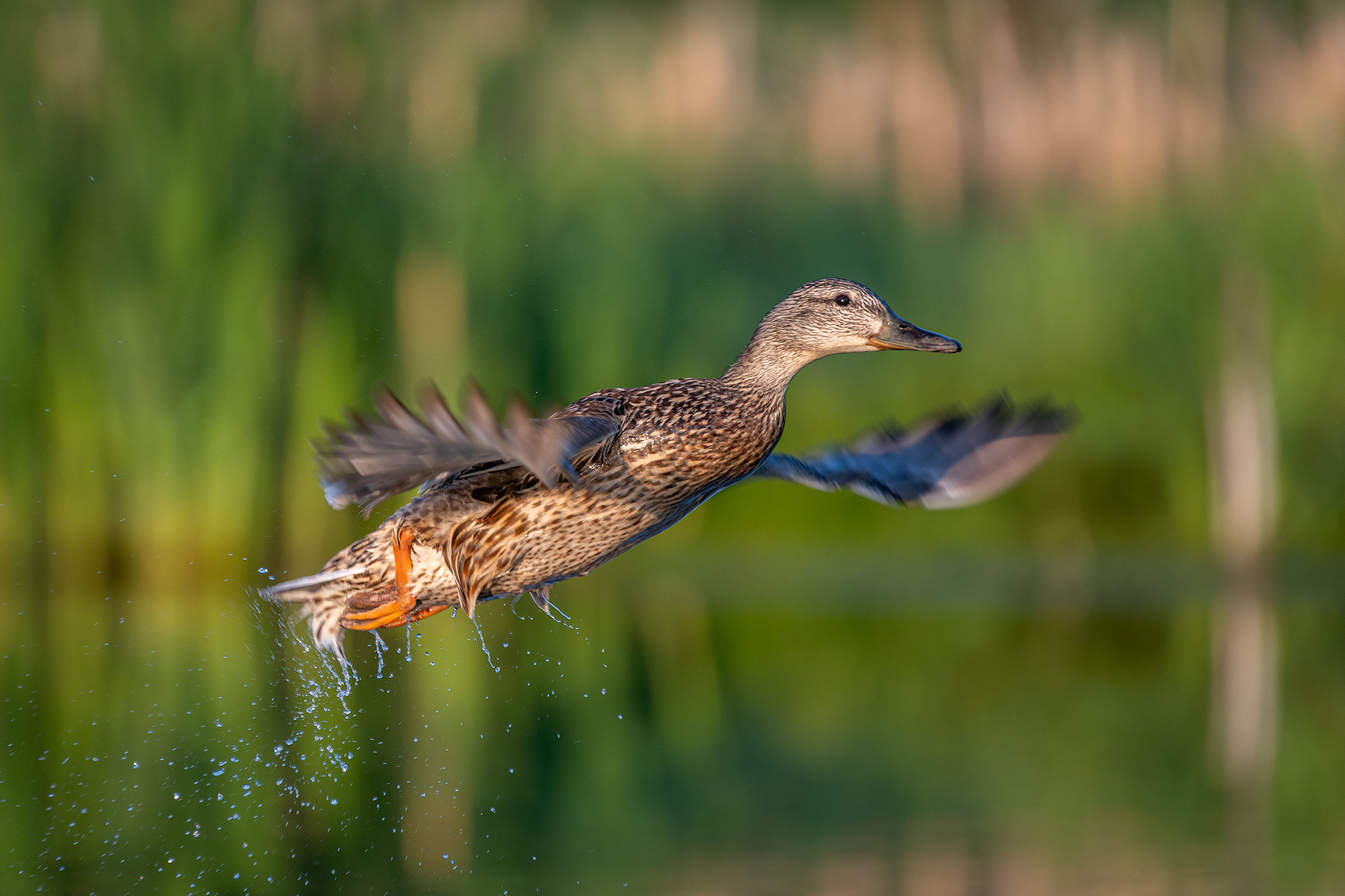 Mallard (female) in flight, Marshall Springs ponds, Fish Creek Provincial Park, Calgary, AB