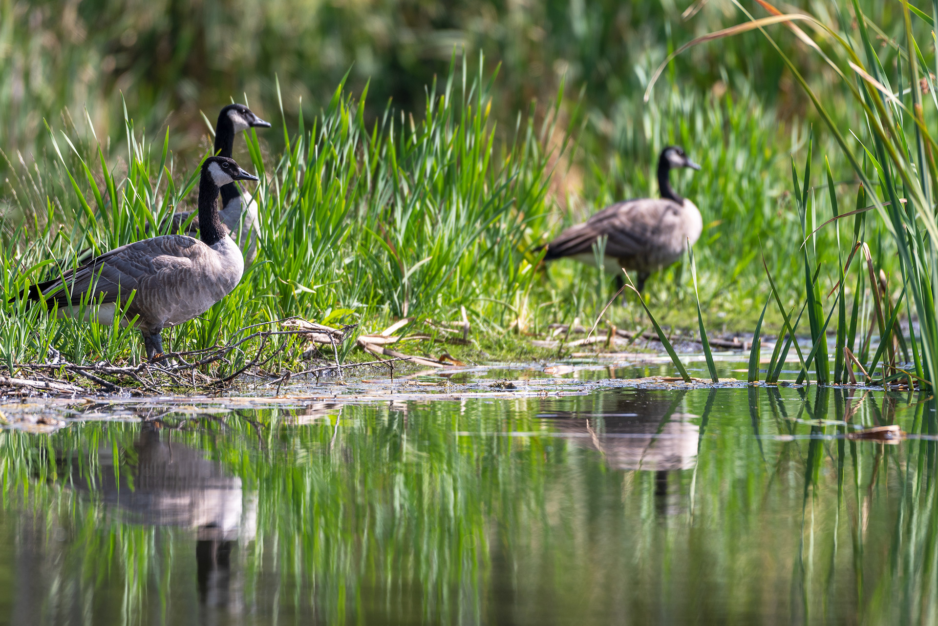 Three Canada Geese at the Marshall Springs ponds in Fish Creek Provincial Park