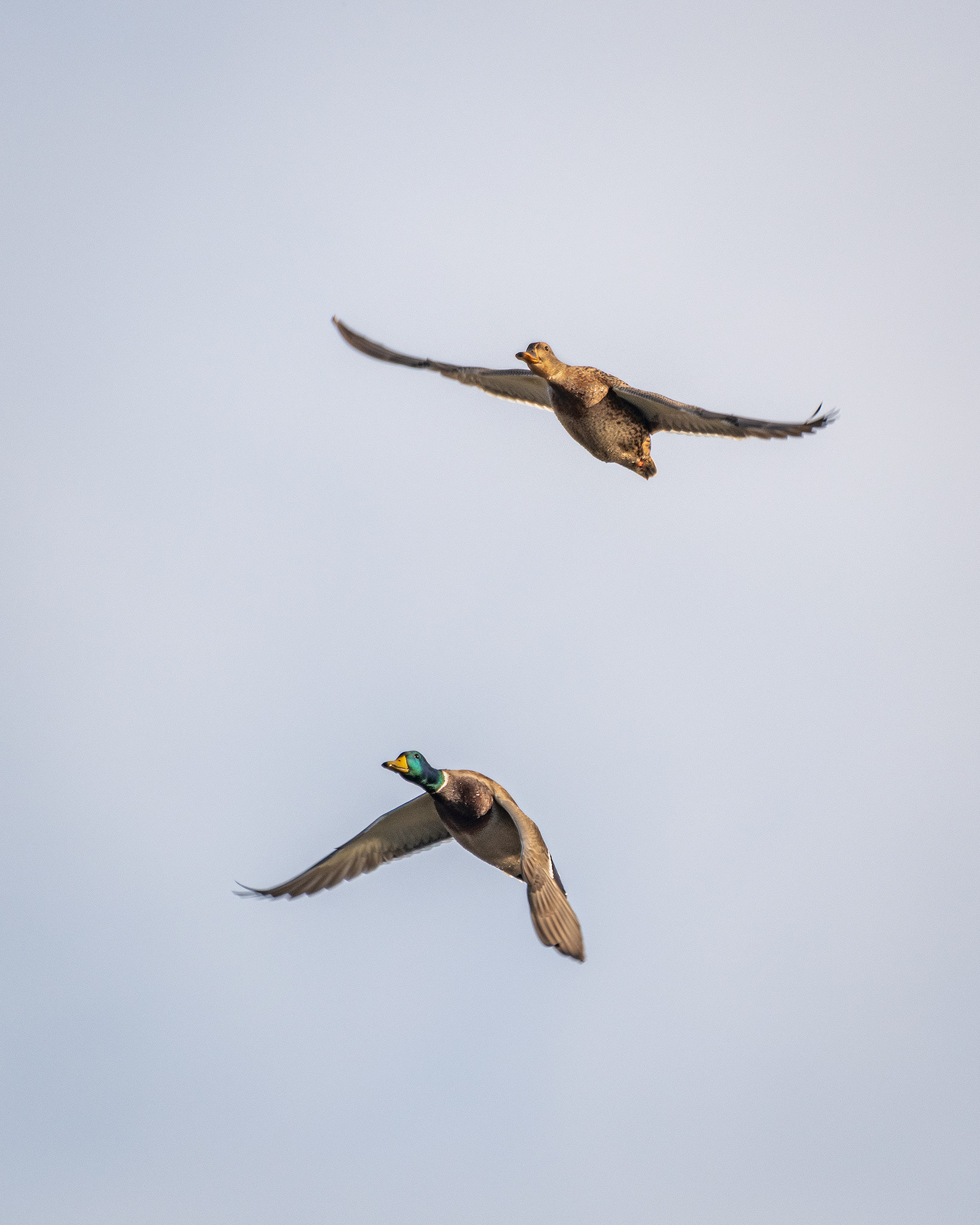 Mallard pair (in flight), Inglewood Bird Sanctuary, Calgary, AB - October 19th