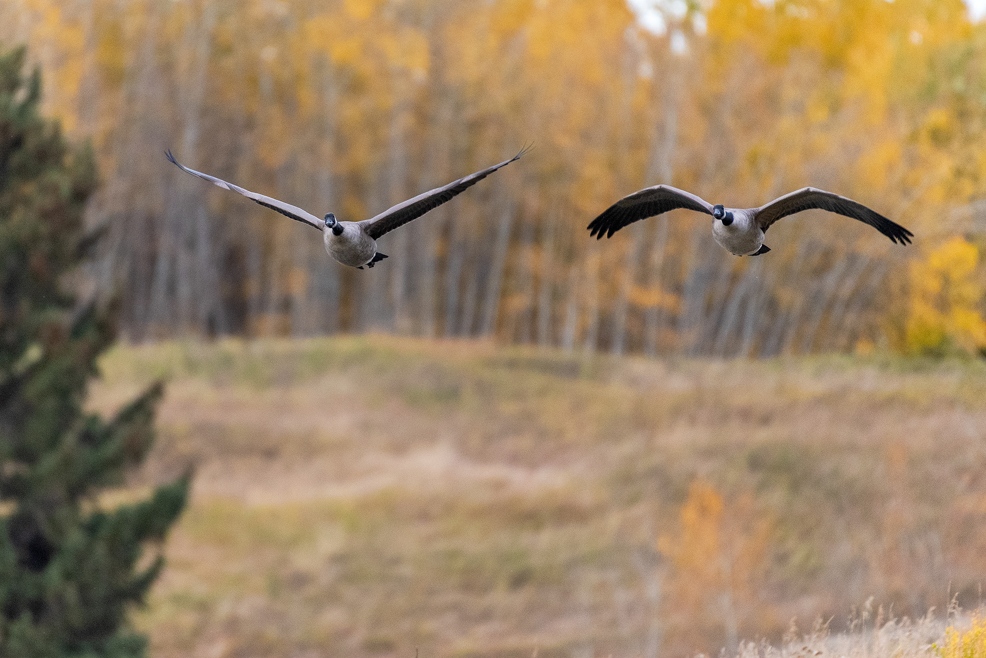 Canada Geese, in flight, at the Marshall Springs ponds in Fish Creek Provincial Park