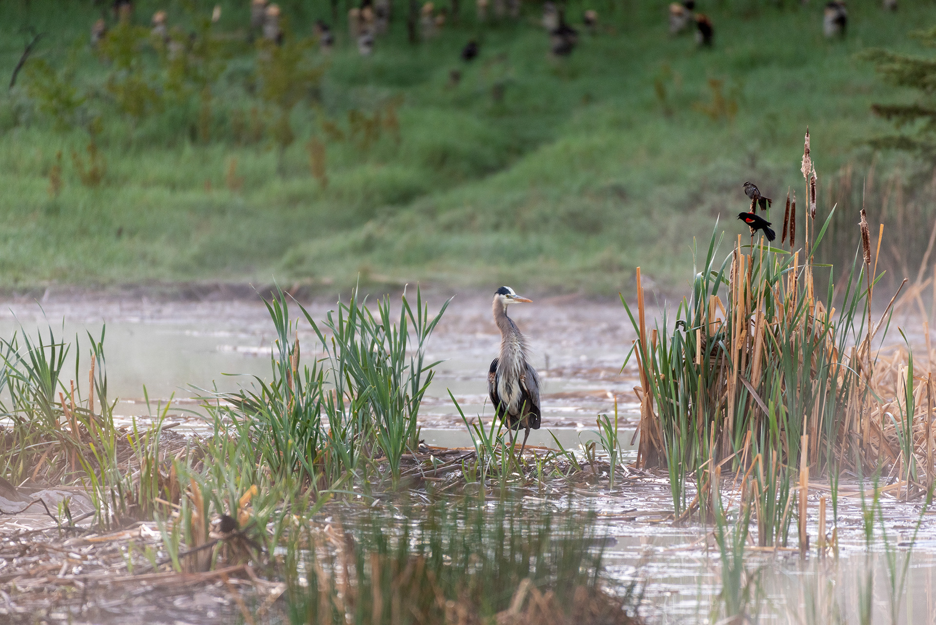 Great Blue Heron, Red-winged Blackbirds, Marshall Springs, Fish Creek Provincial Park, Calgary, Alberta