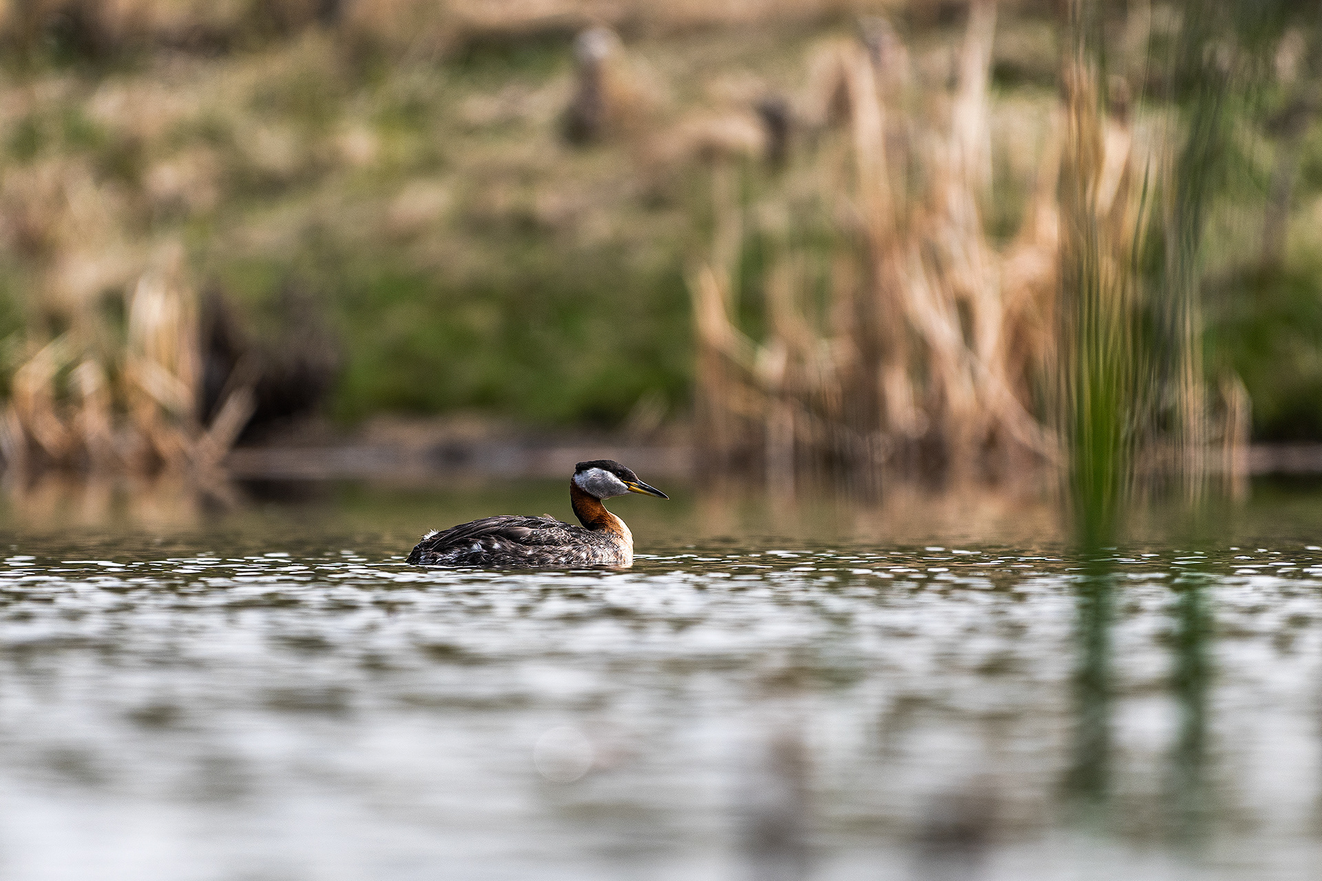 Red-necked Grebe at the Marshall Springs ponds in Fish Creek Provincial Park