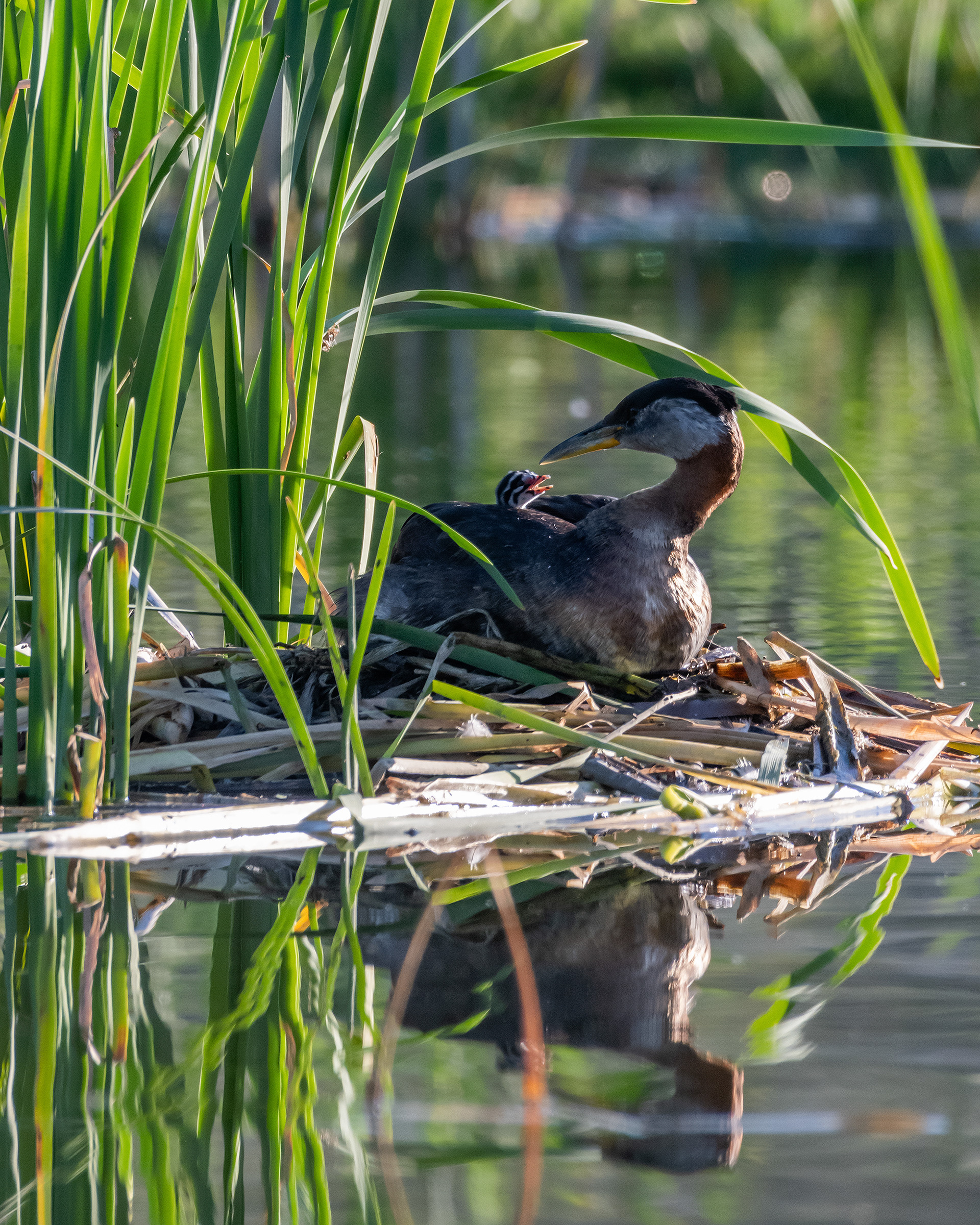 Red-necked Grebe (female) and her one day old chick at their nest, Marshall Springs - Fish Creek Prov. Park, Calgary, AB