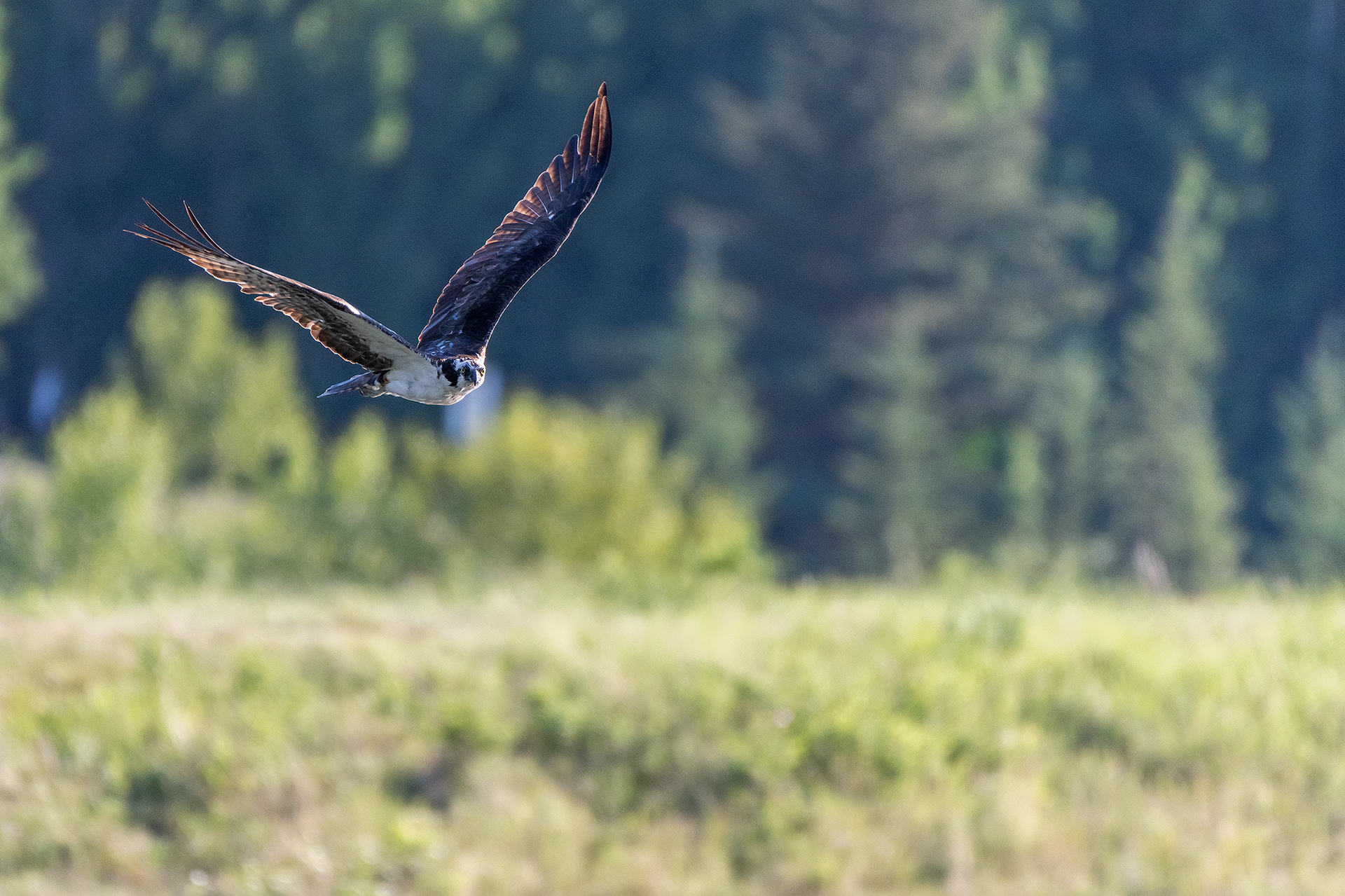 Osprey in flight, Marshall Springs - Fish Creek Prov. Park, Calgary, AB