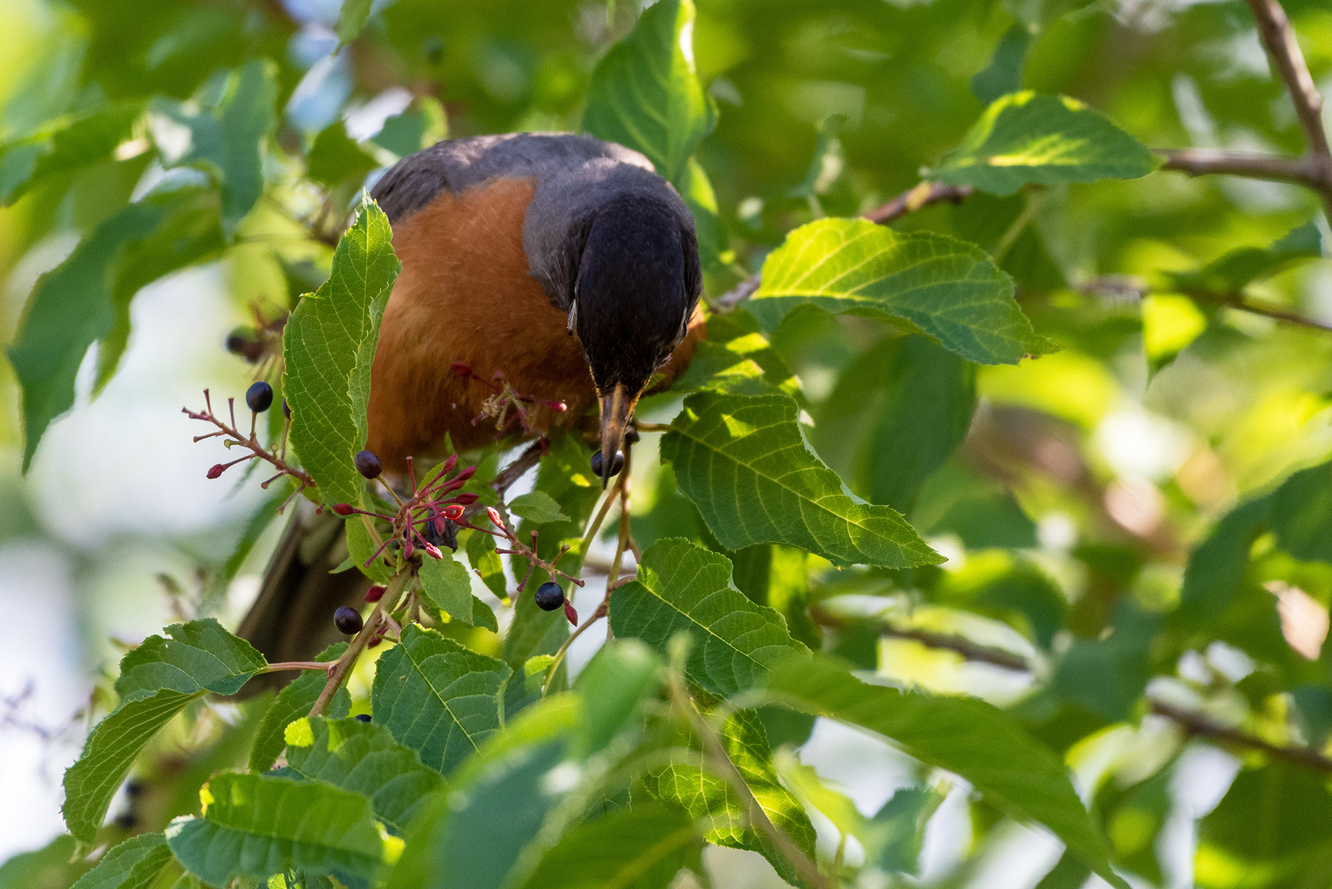 American Robin with a berry in his bill