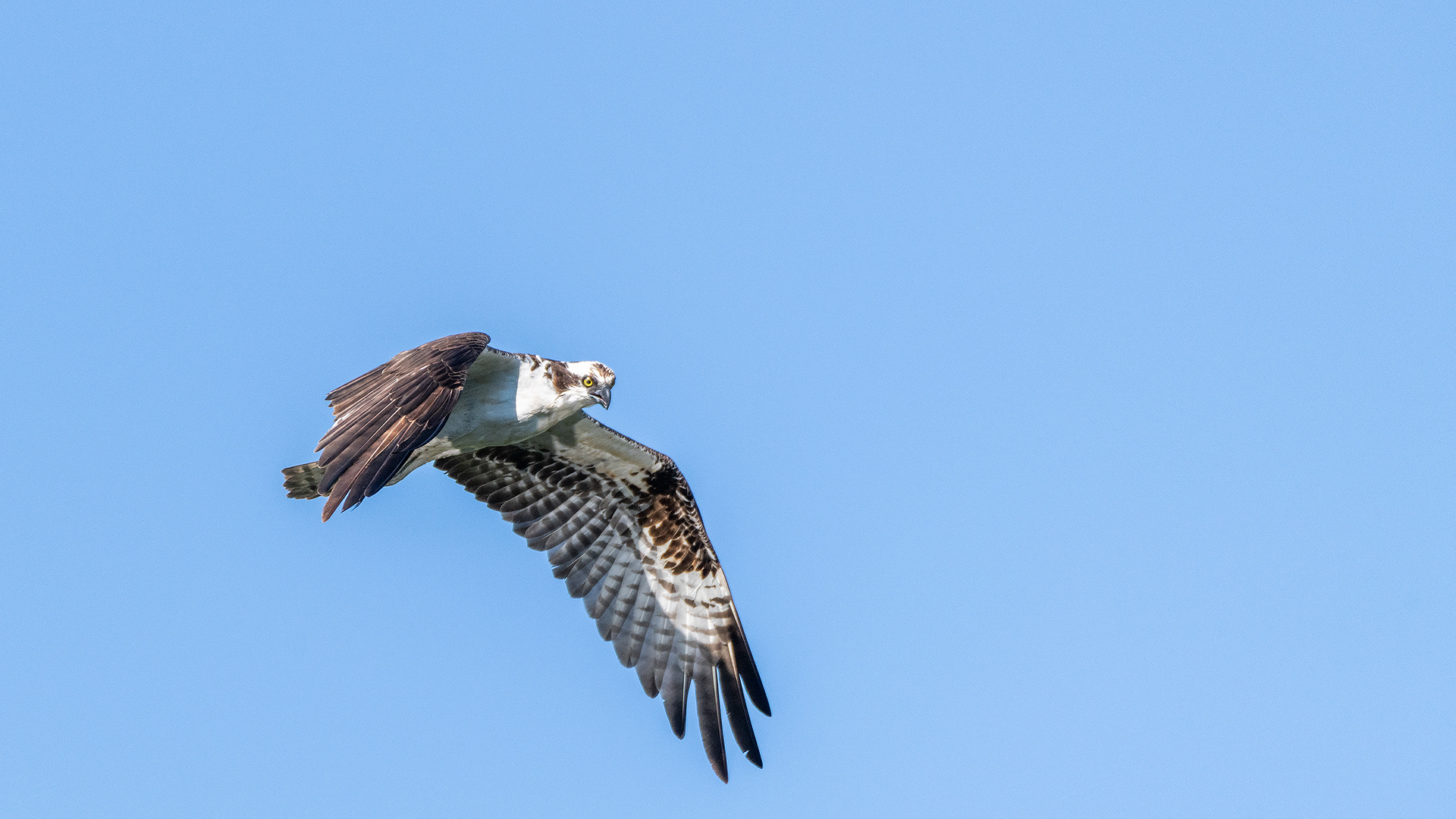 Osprey in flight, Marshall Springs - Fish Creek Prov. Park, Calgary, AB