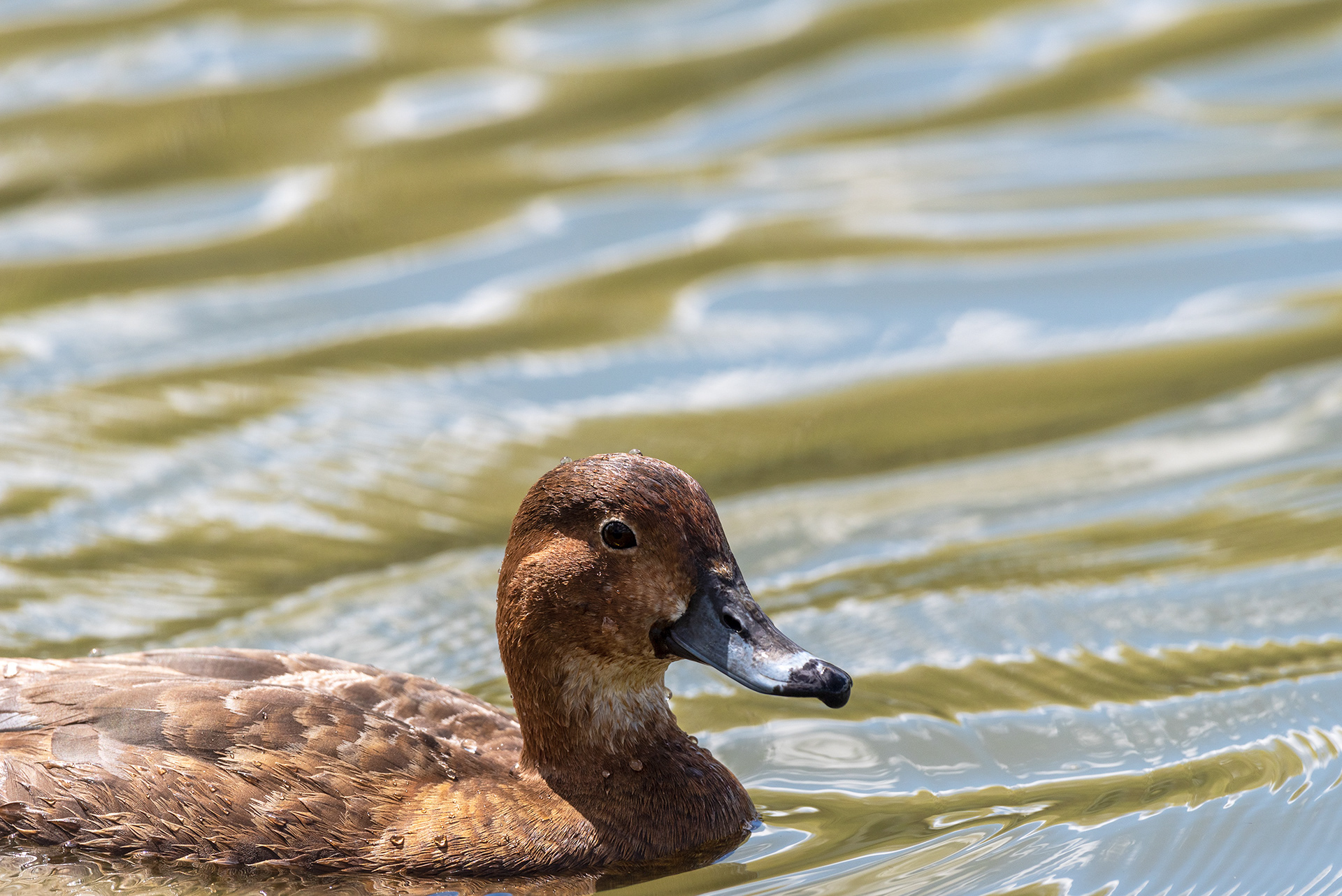 Redhead, Bridlewood Wetlands Park, Calgary, Alberta