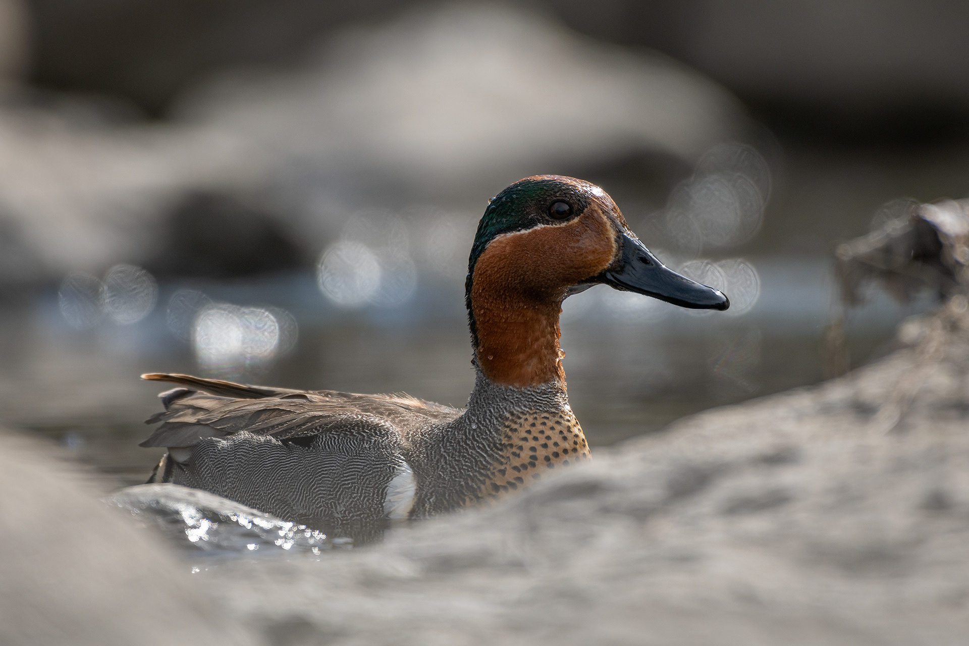 Green-winged Teal (male), Marshall Springs, Fish Creek Provincial Park, Calgary, AB