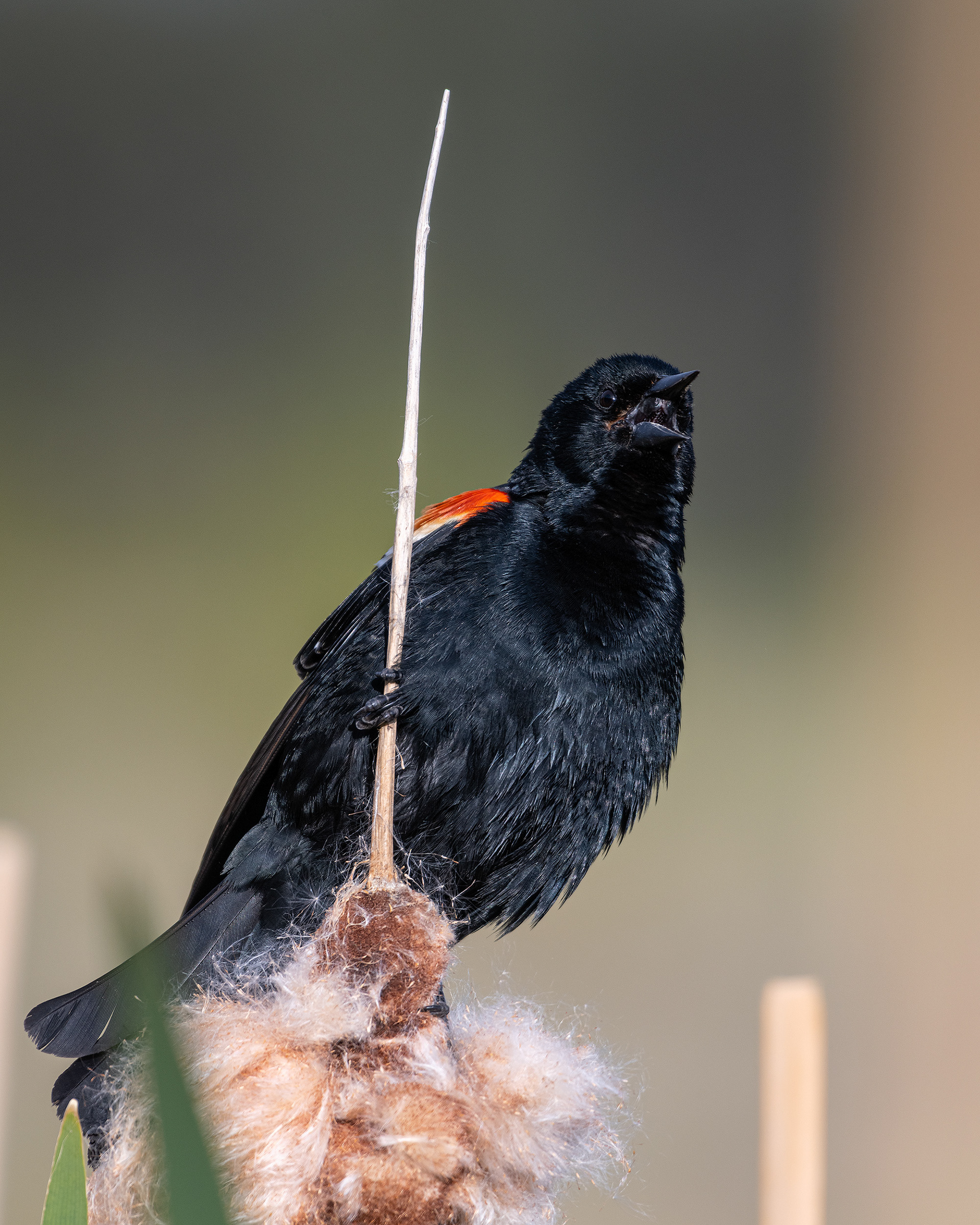 Red-winged Blackbird (male), Marshall Springs ponds, Fish Creek Provincial Park, Calgary, AB