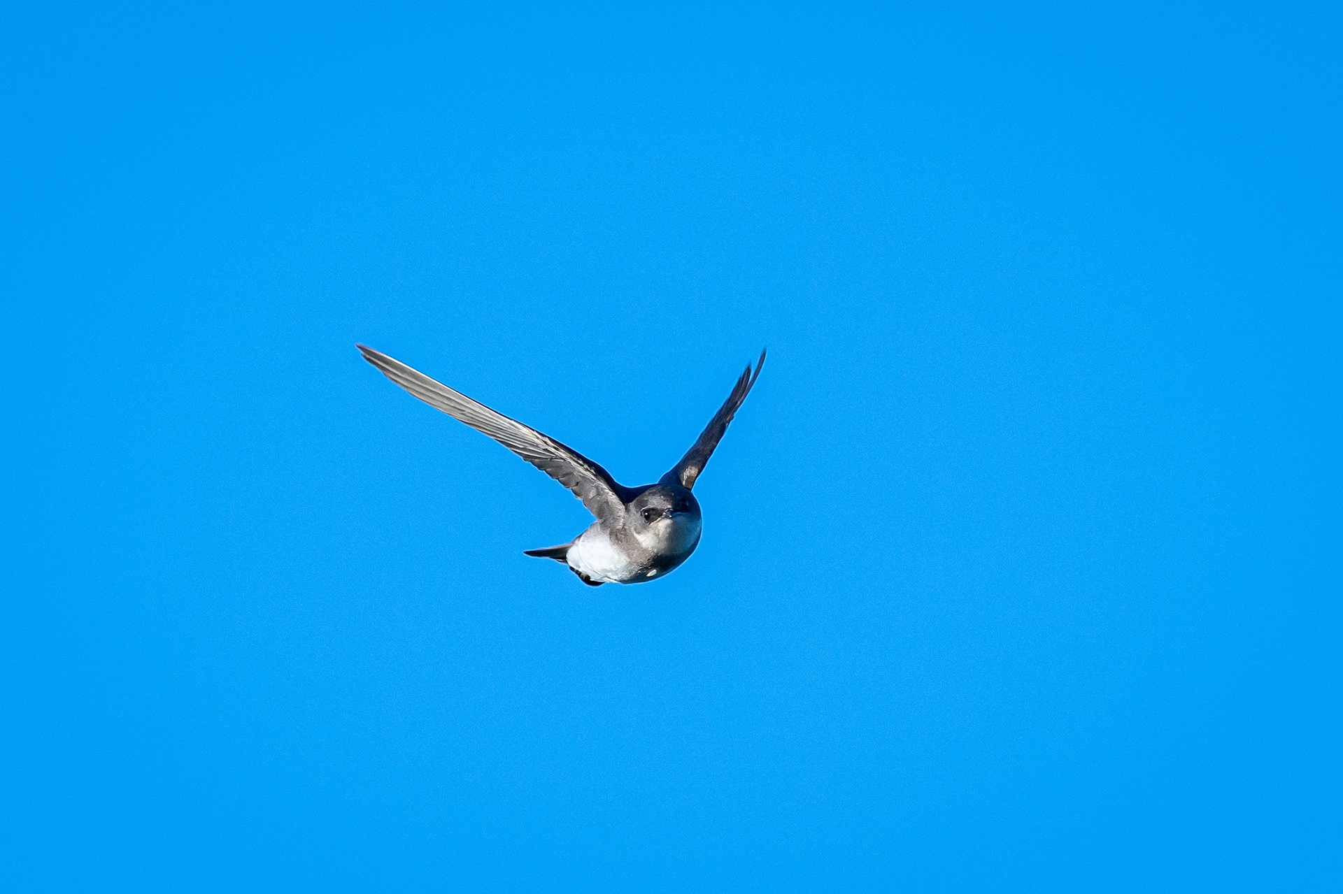 Swallow (in flight), Marshall Springs, Fish Creek Provincial Park, Calgary, AB