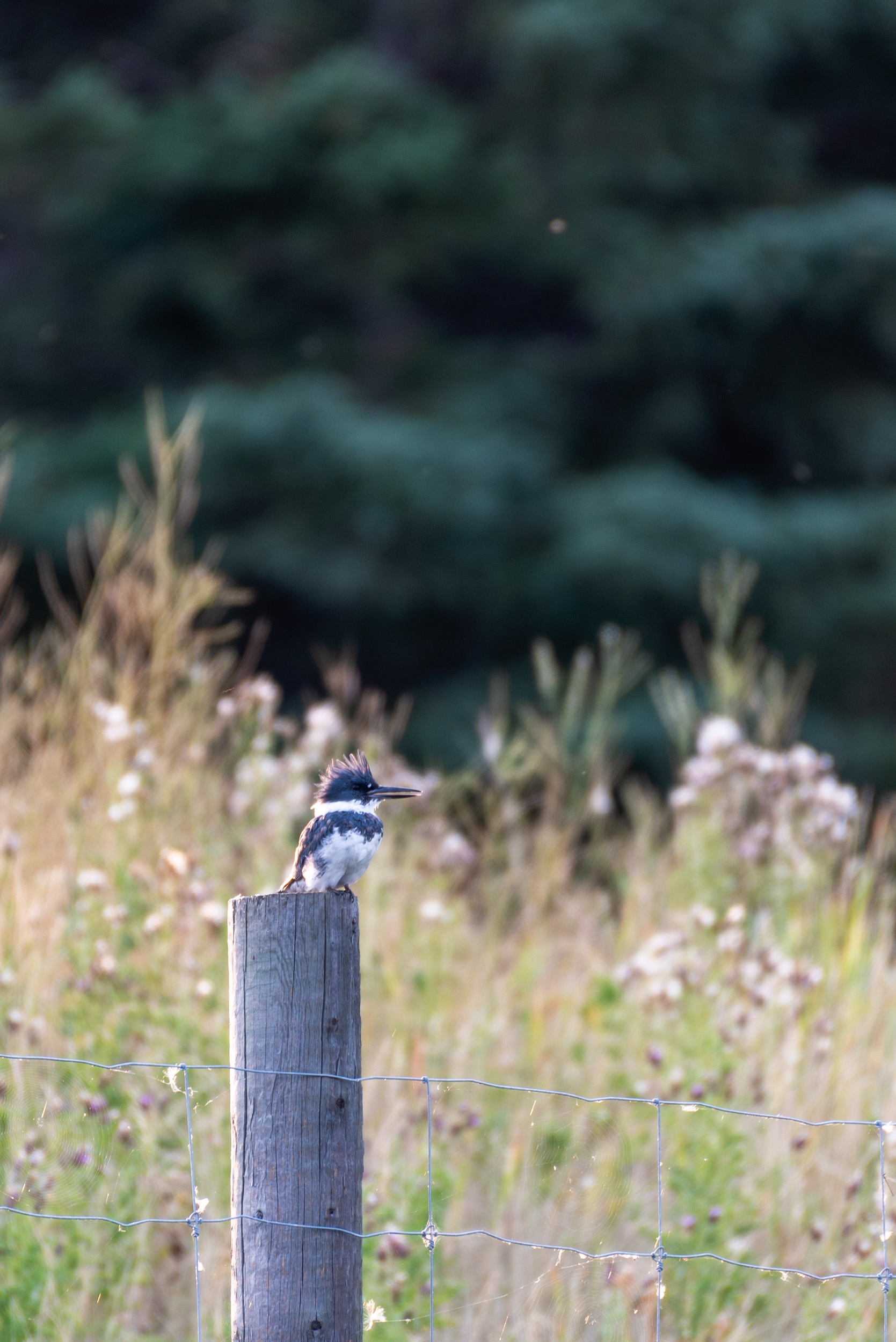 Belted Kingfisher (male), perched on a fence post, at the Marshall Springs ponds in Fish Creek Provincial Park