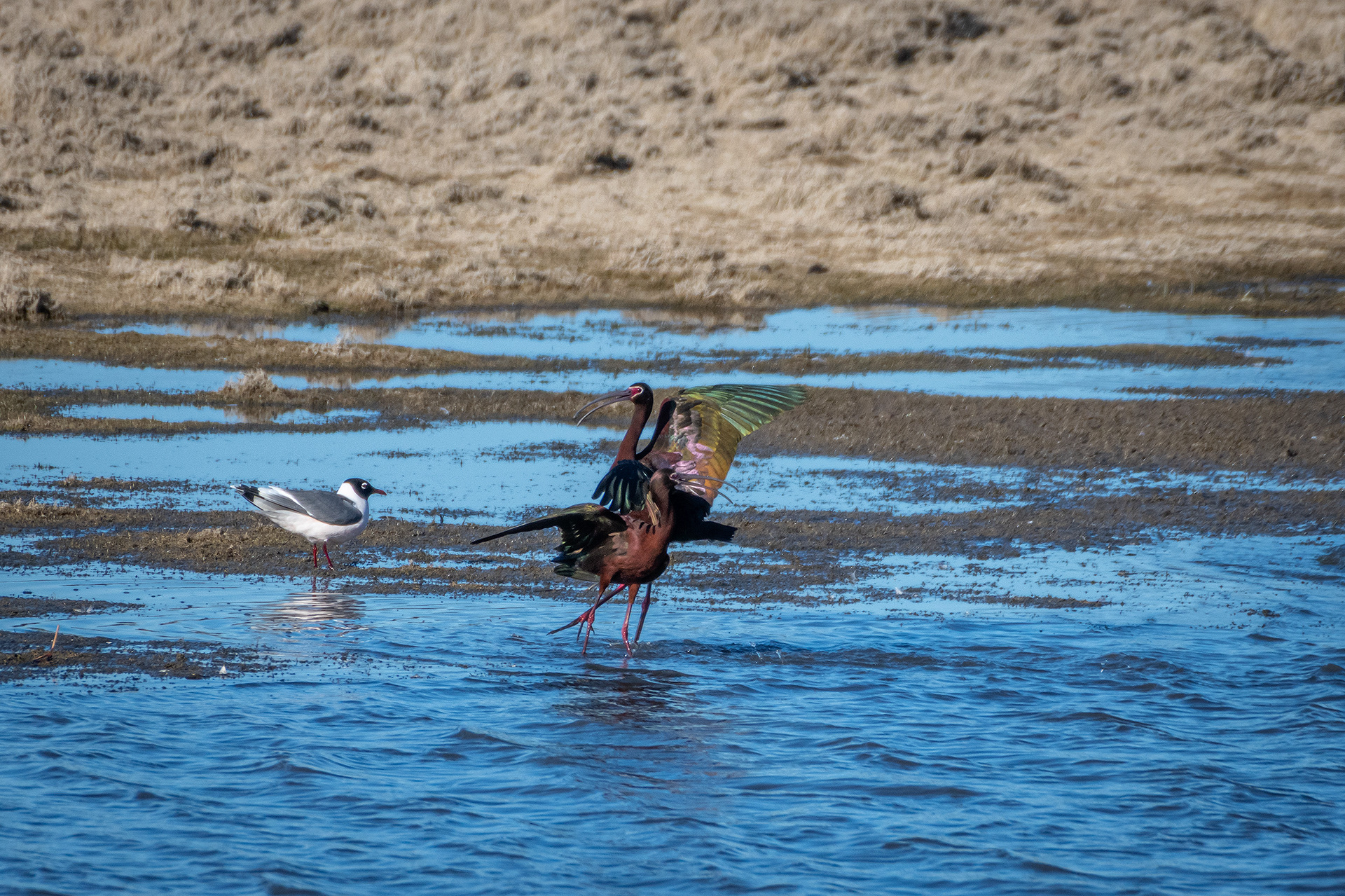 White-faced Ibises, Glenmore Reservoir, North Glenmore Park, Calgary, AB