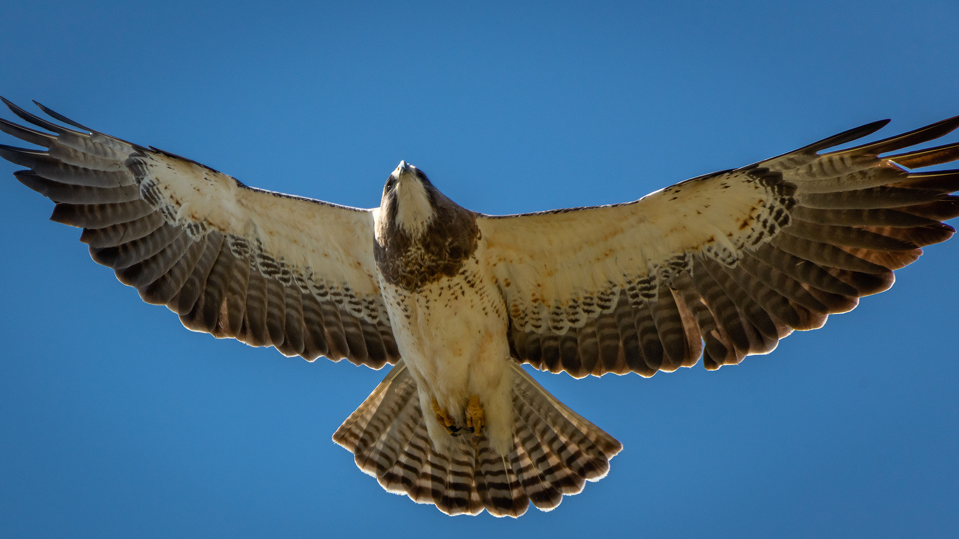 Hawk (in flight), near Max Bell Centre, Calgary, AB