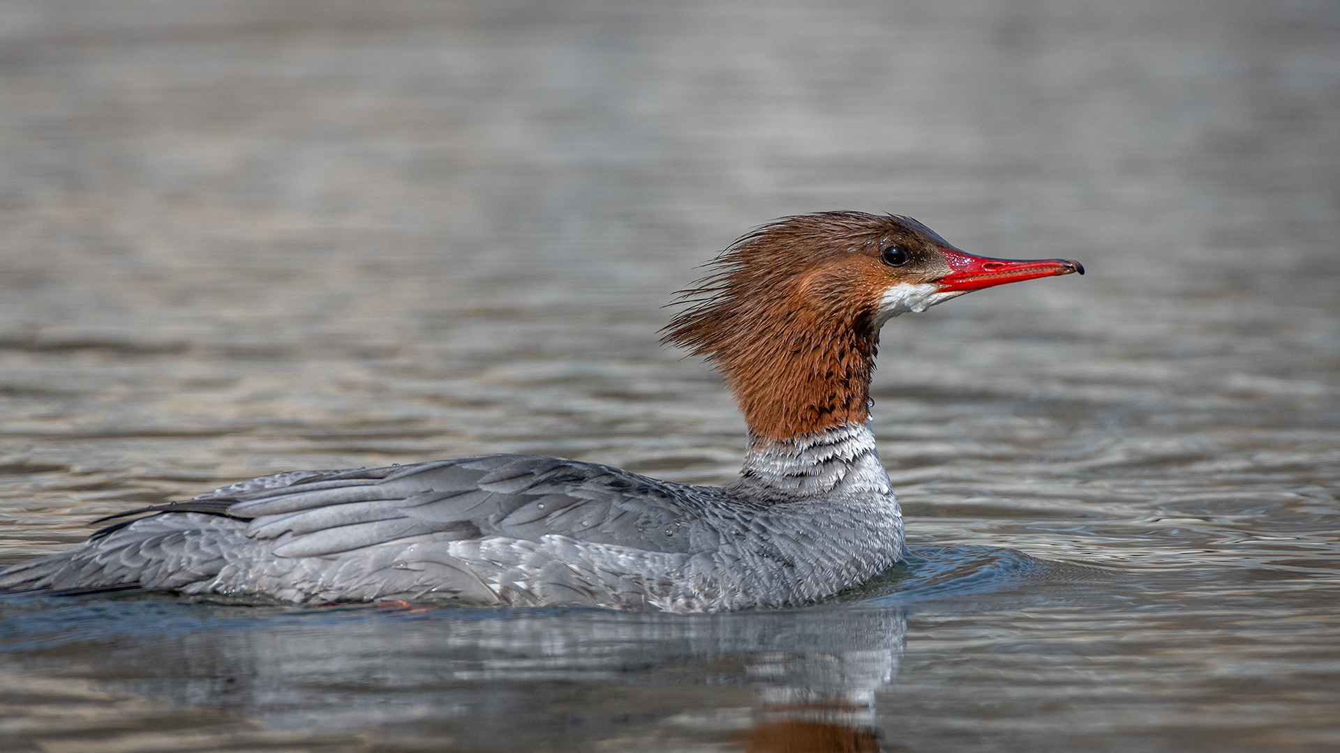 Common Merganser (female), near the Harvie Passage of the Bow River, Pearce Estate Park, Calgary, AB