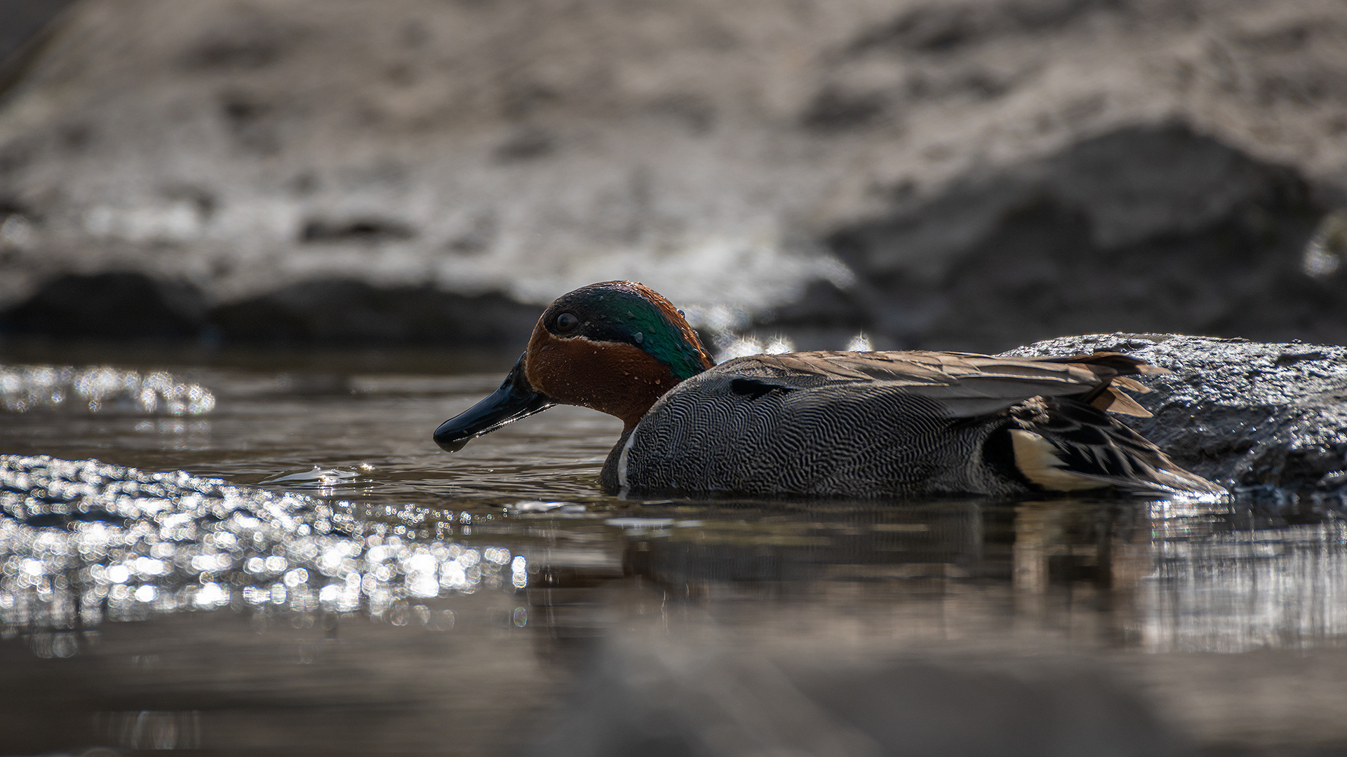 Green-winged Teal (male), Marshall Springs, Fish Creek Provincial Park, Calgary, AB