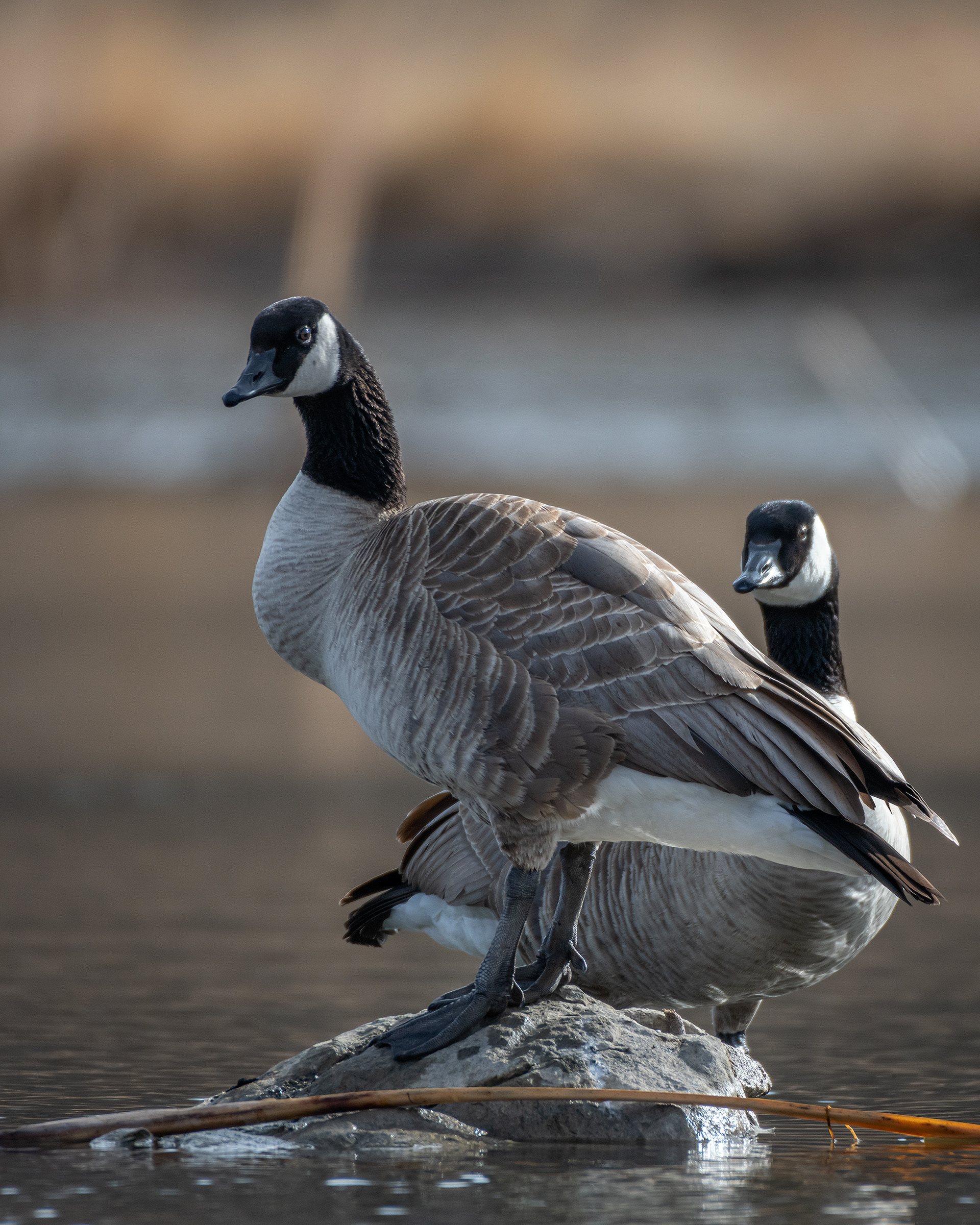 Canada Geese pair, Marshall Springs, Fish Creek Provincial Park, Calgary, AB