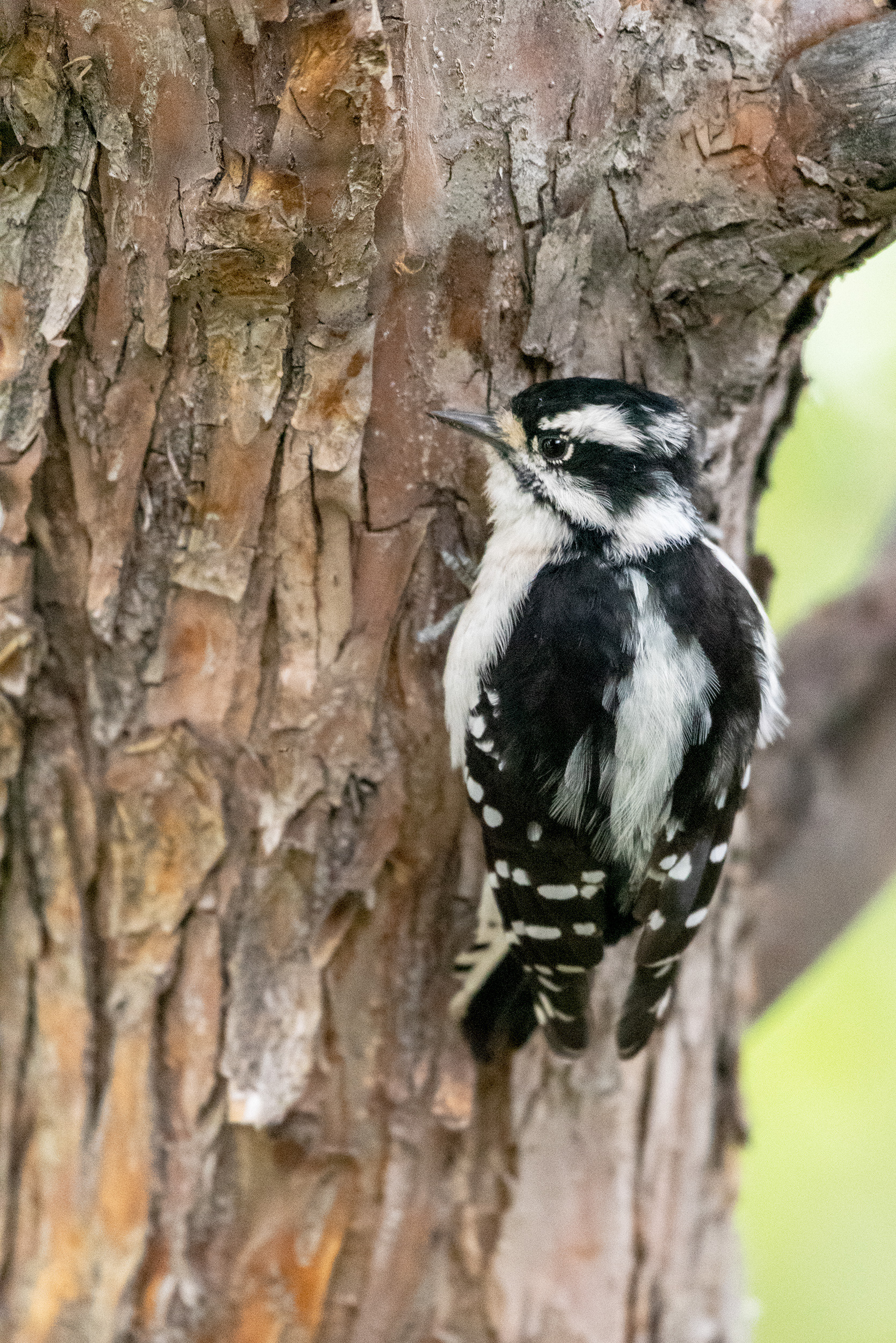 Downy Woodpecker