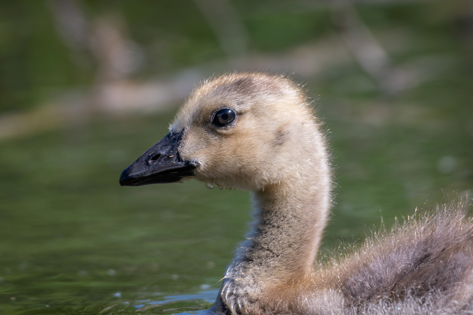 Canada Goose (immature) close-up, Marshall Springs ponds, Fish Creek Provincial Park, Calgary, AB