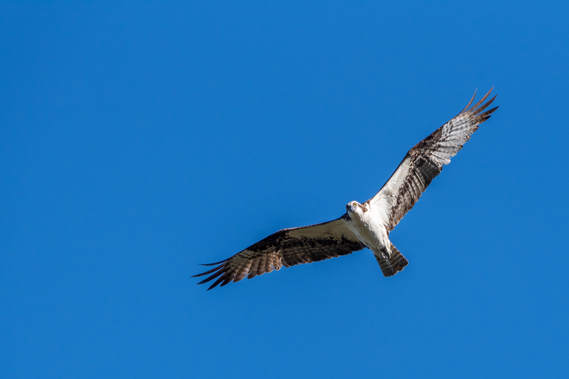 Osprey at the Marshall Springs ponds in Fish Creek Provincial Park