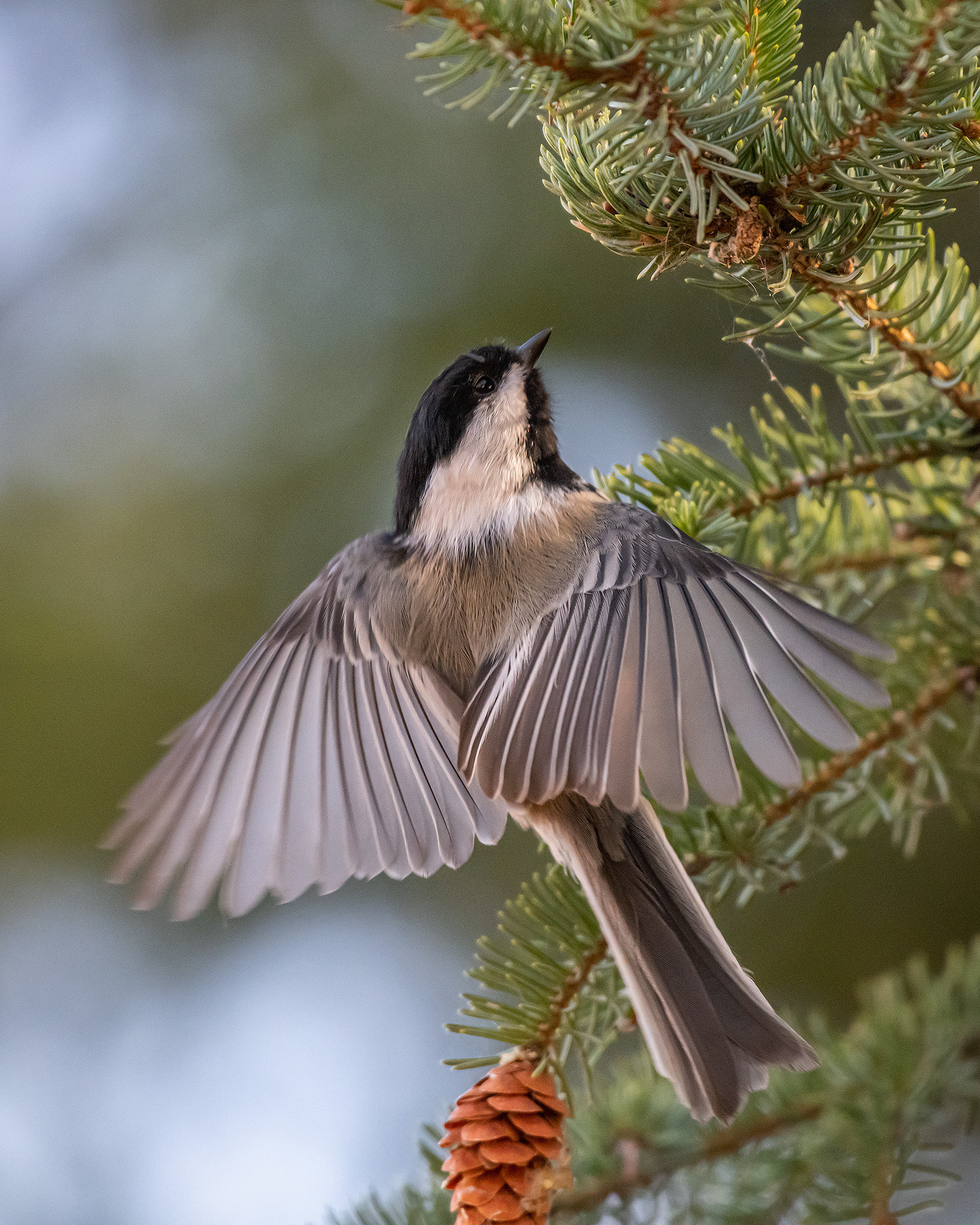 Black-capped Chickadee, Inglewood Bird Sanctuary, Calgary, AB - October 19th