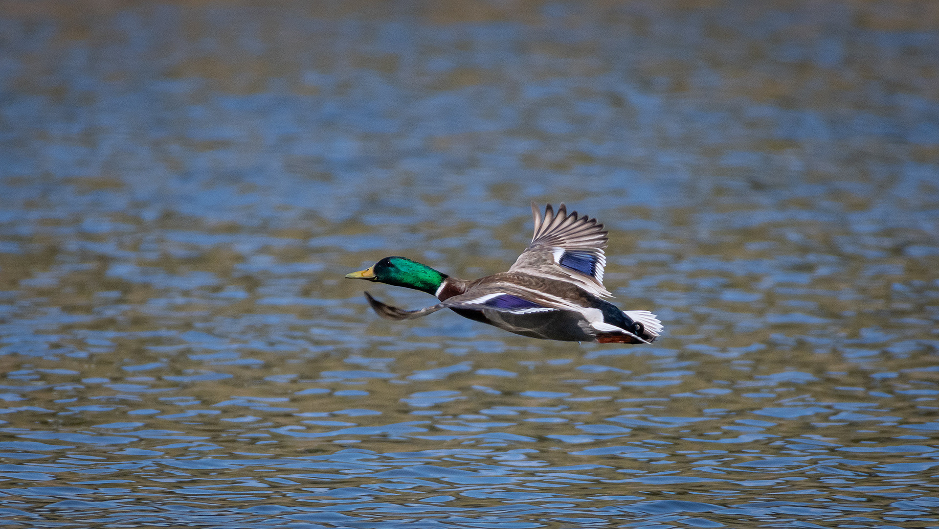 Mallard (male) in flight, Marshall Springs ponds, Fish Creek Provincial Park, Calgary, AB