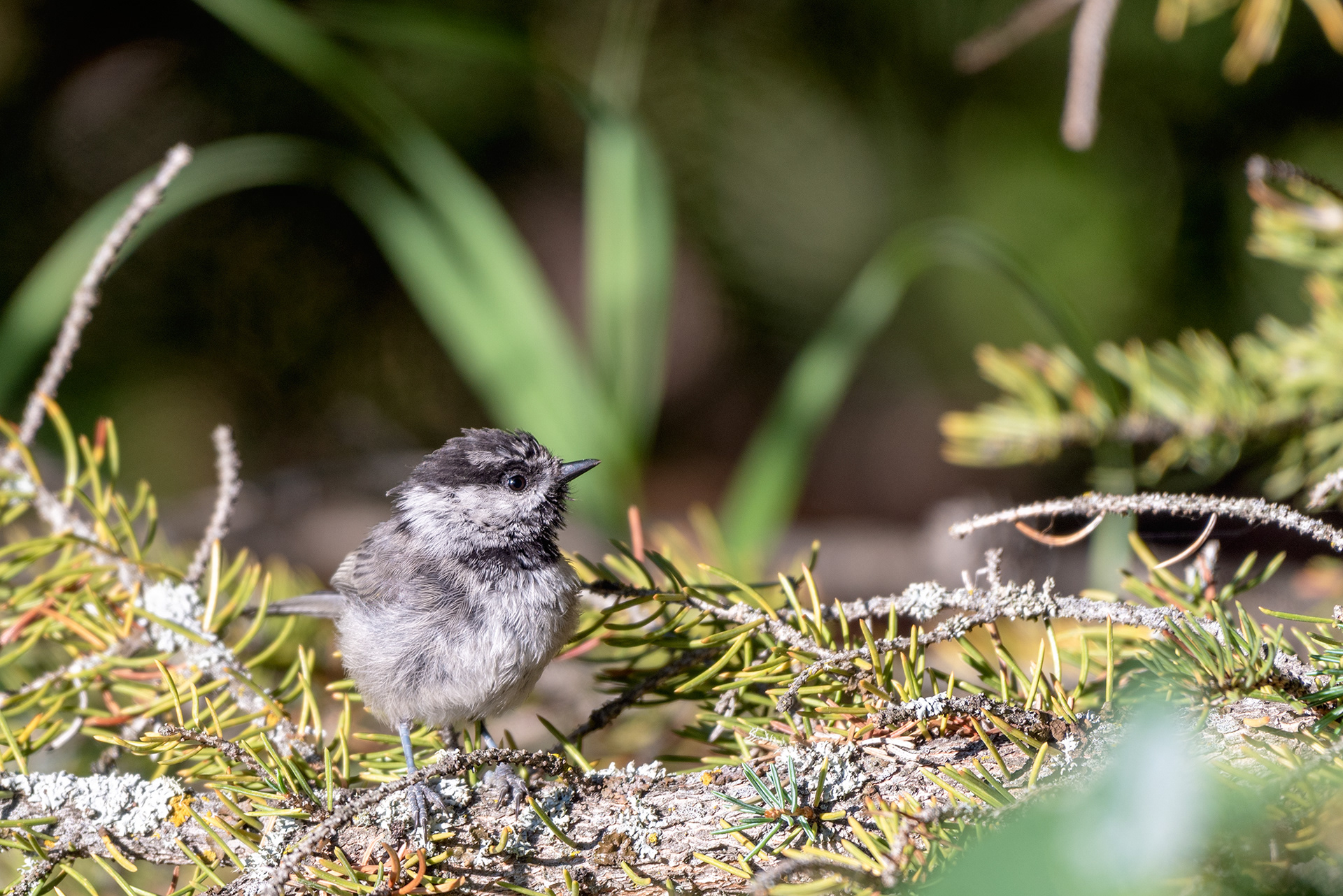 Chickadee