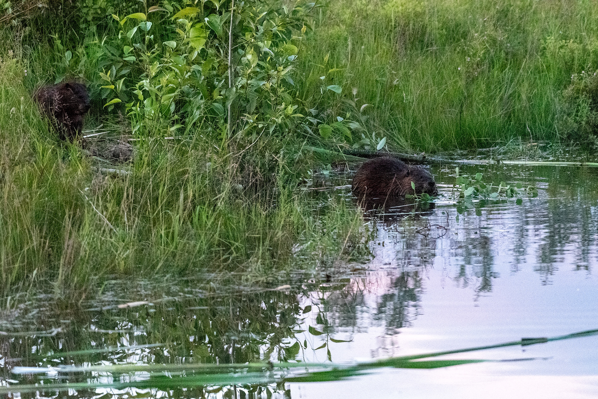 Beavers enjoying a freshly downed tree