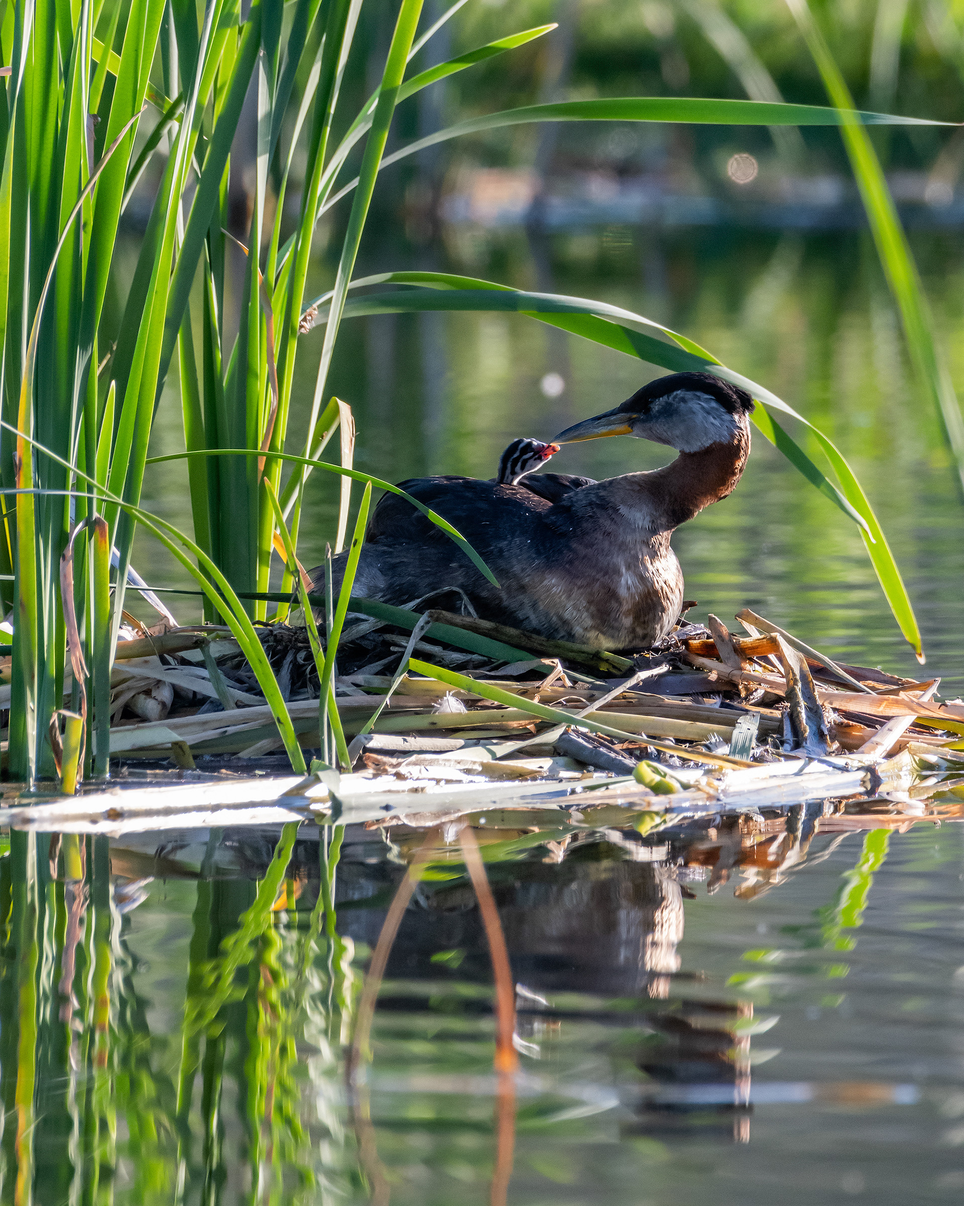 Red-necked Grebe (female) and her one day old chick at their nest, Marshall Springs - Fish Creek Prov. Park, Calgary, AB