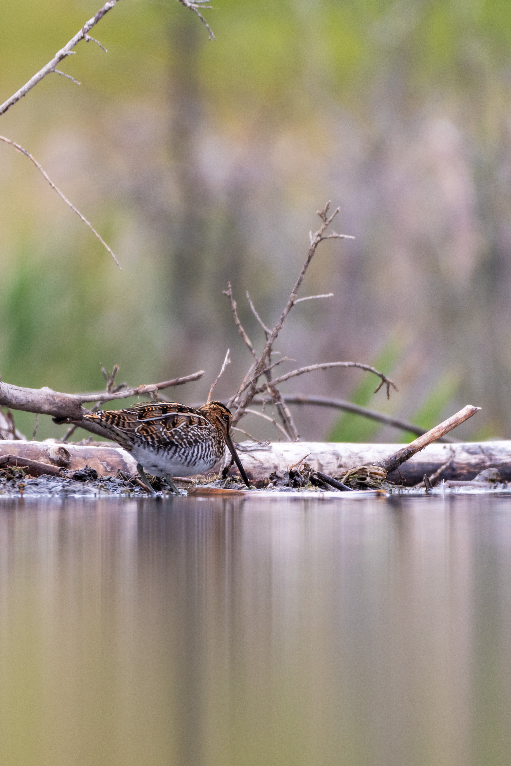 Snipe at the Marshall Springs ponds in Fish Creek Provincial Park