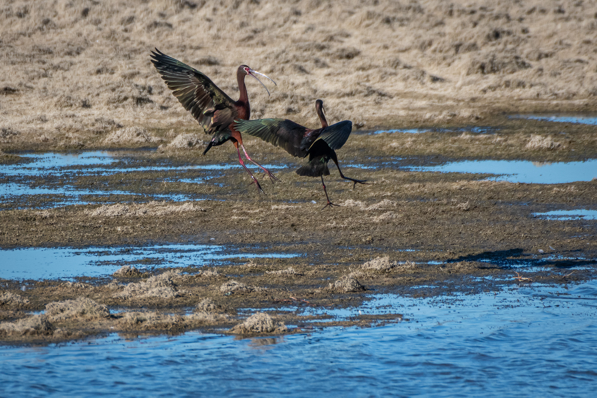 White-faced Ibises, Glenmore Reservoir, North Glenmore Park, Calgary, AB