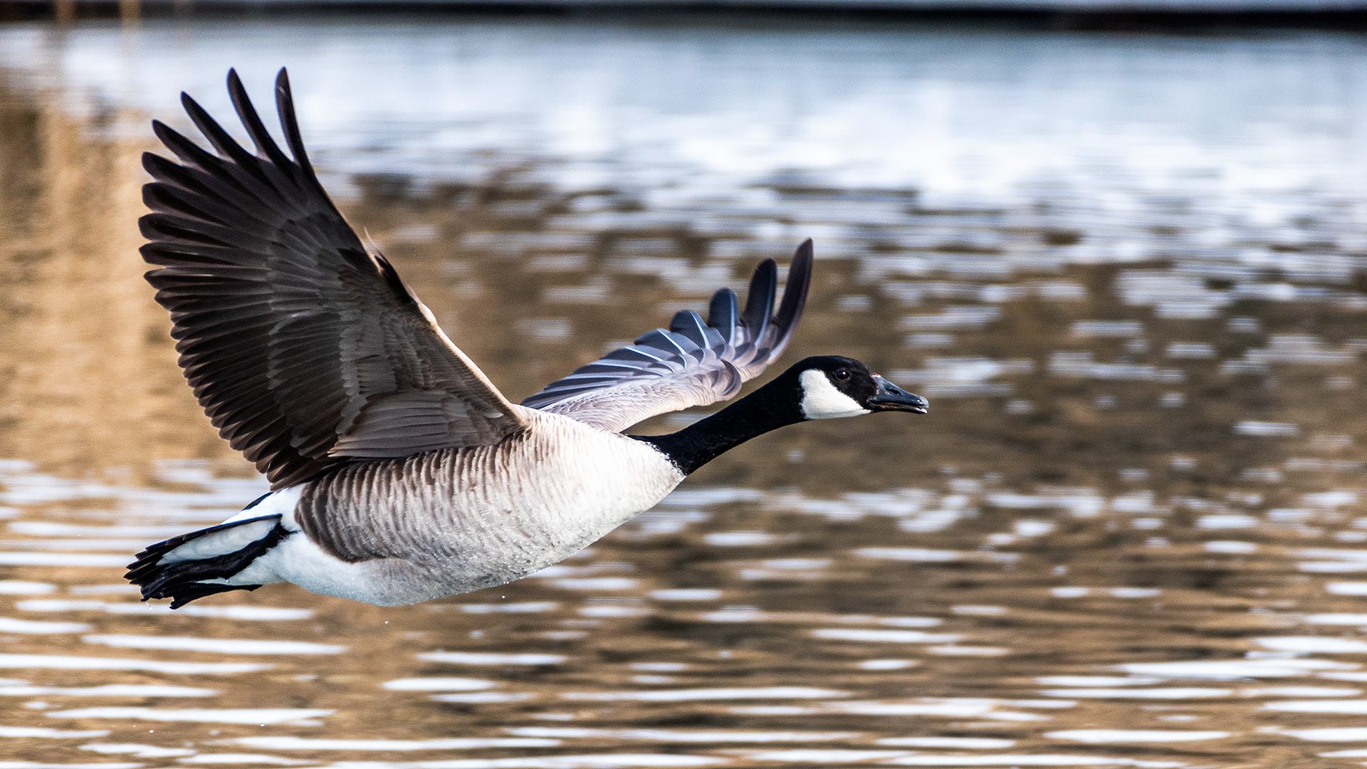 Canada Goose (in flight) near Mallard Point, Fish Creek Prov. Park, Calgary, AB