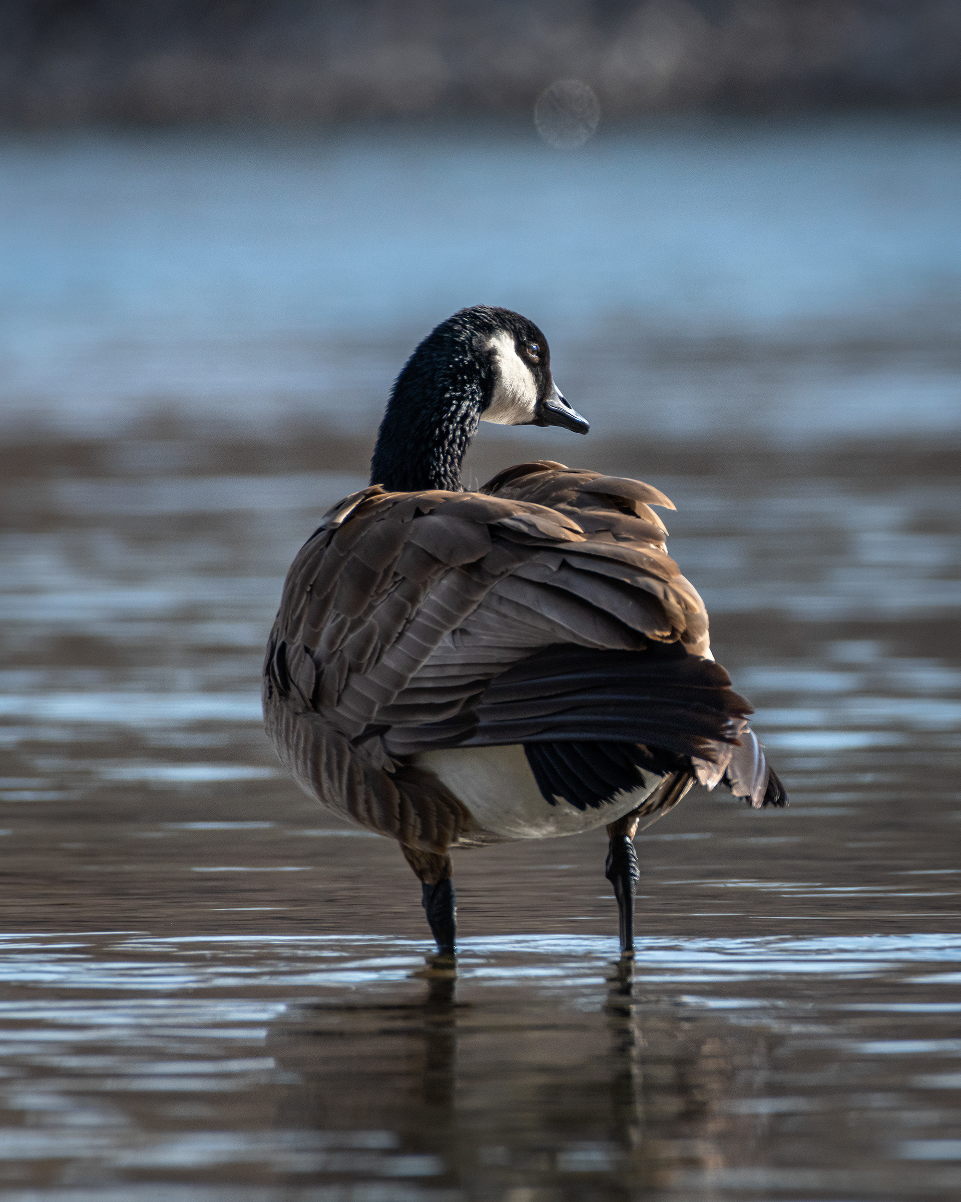 Canada Goose, near the Harvie Passage of the Bow River, Pearce Estate Park, Calgary, AB