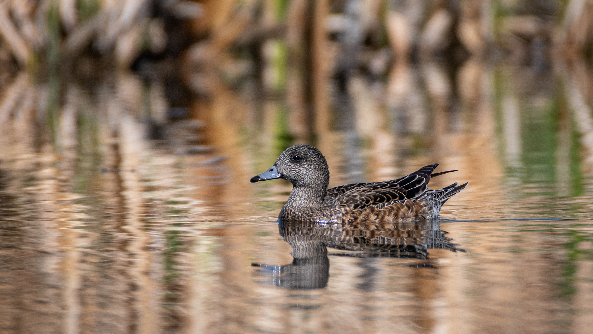 American Wigeon (female), Marshall Springs ponds, Fish Creek Provincial Park, Calgary, AB