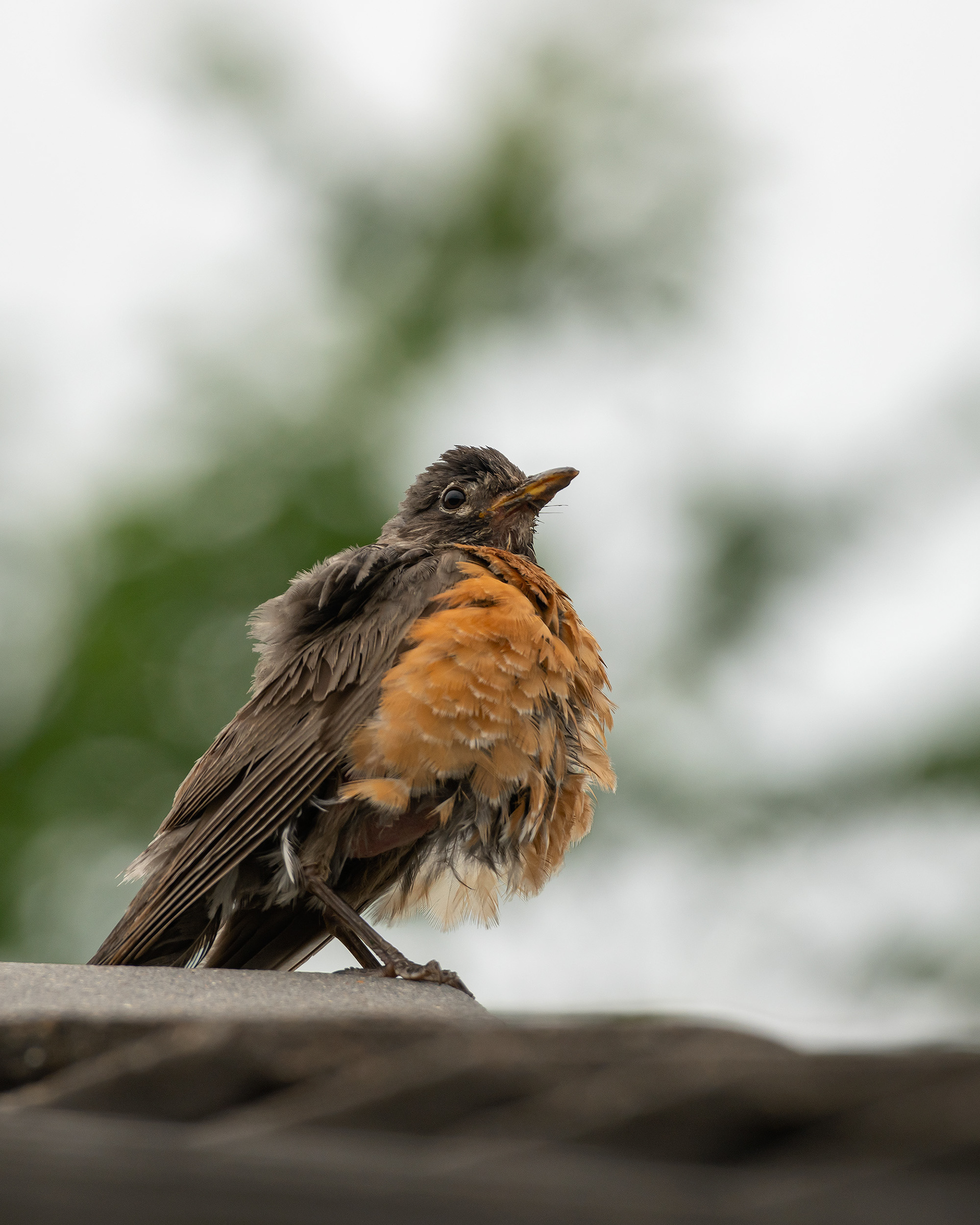 American Robin (female), Bridlewood, Calgary, AB