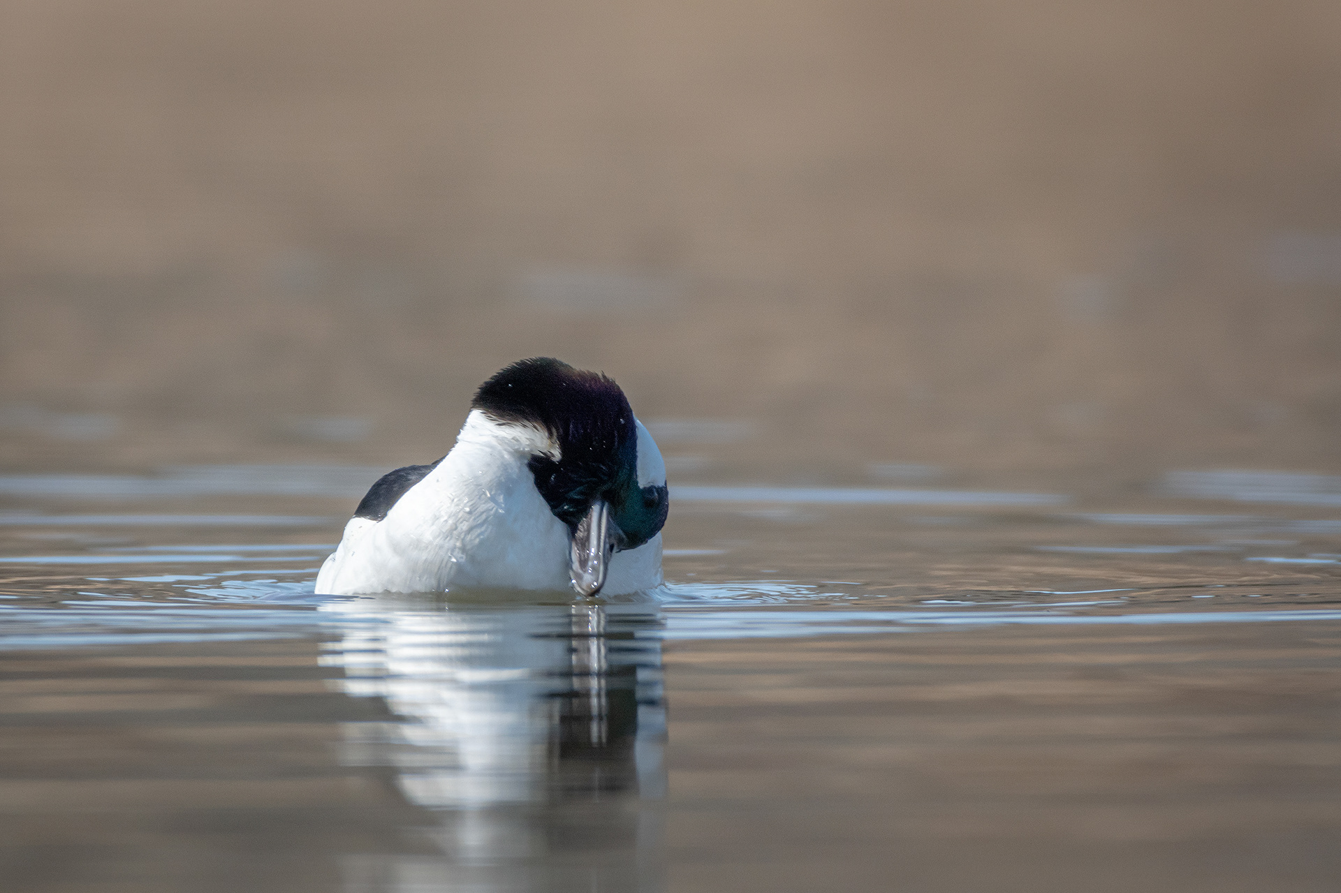 Bufflehead (male), Marshall Springs, Fish Creek Provincial Park, Calgary, AB