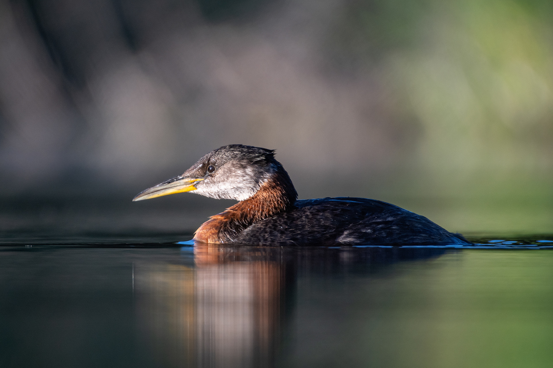 Red-necked Grebe, Marshall Springs ponds, Fish Creek Provincial Park, Calgary, AB