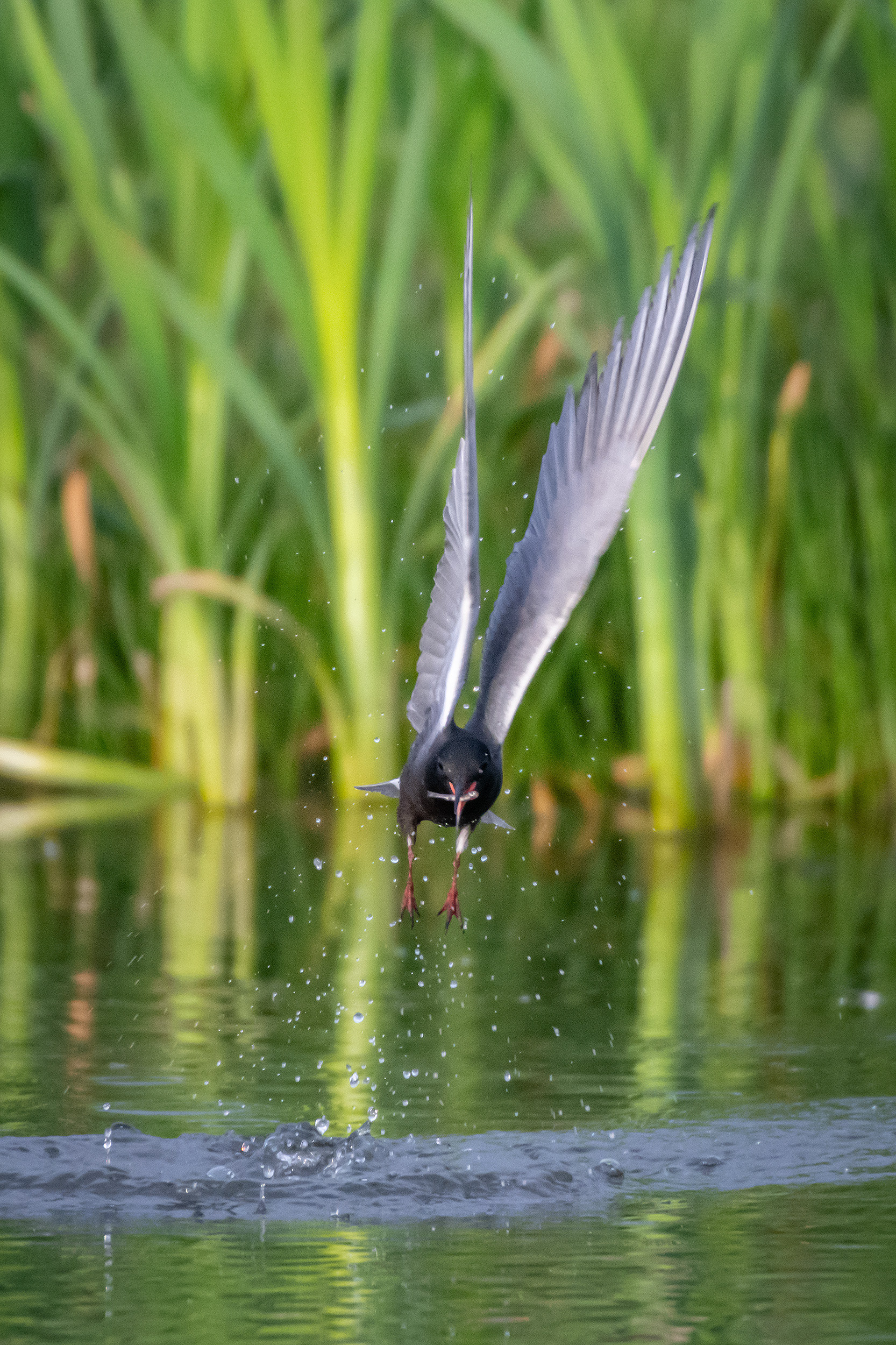 Black Tern (in flight) with a small fish, Marshall Springs ponds, Fish Creek Provincial Park, Calgary, AB