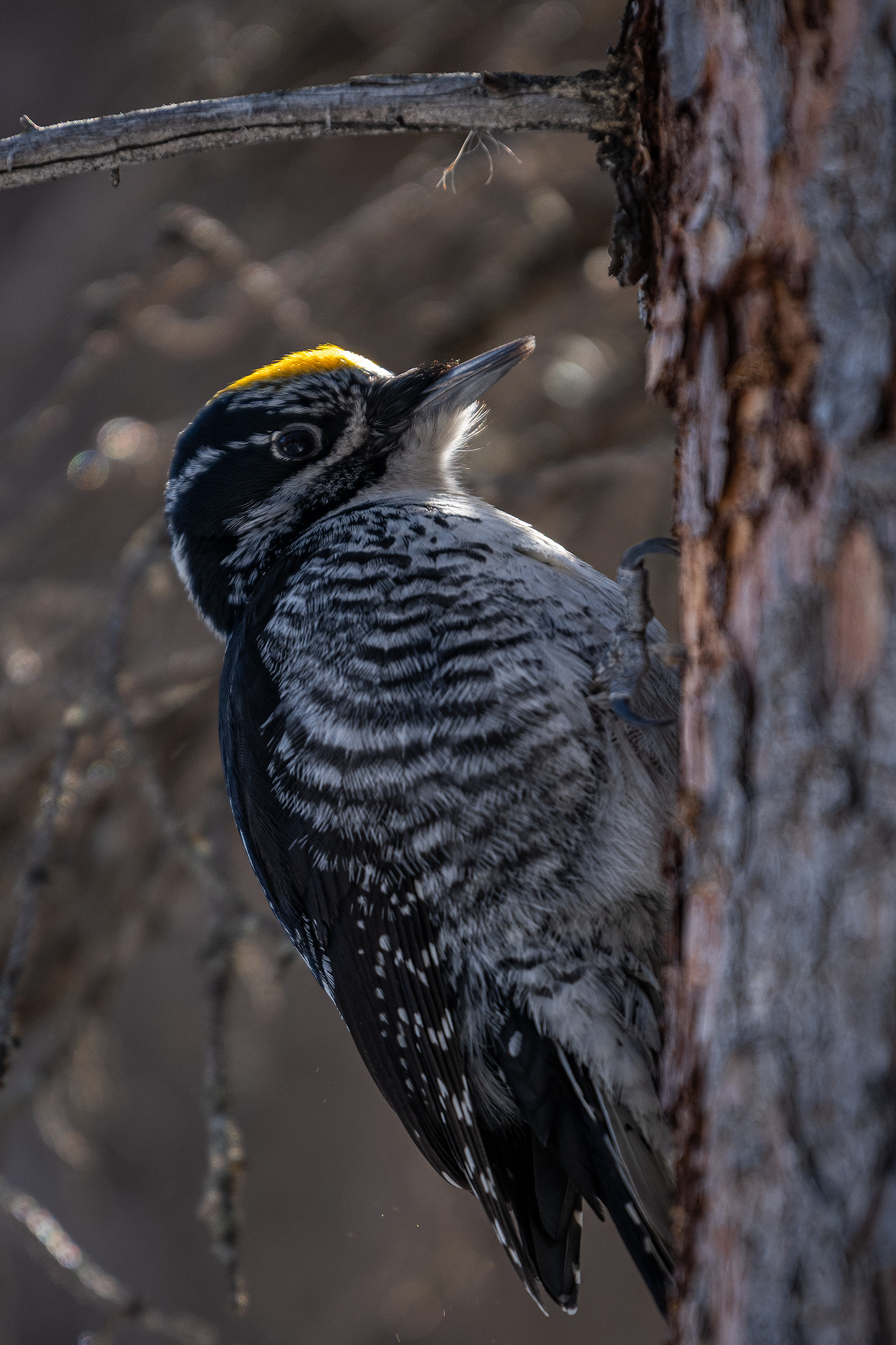 Three-toed Woodpecker (male), near the Marshall Springs area of Fish Creek Provincial Park, Calgary, AB