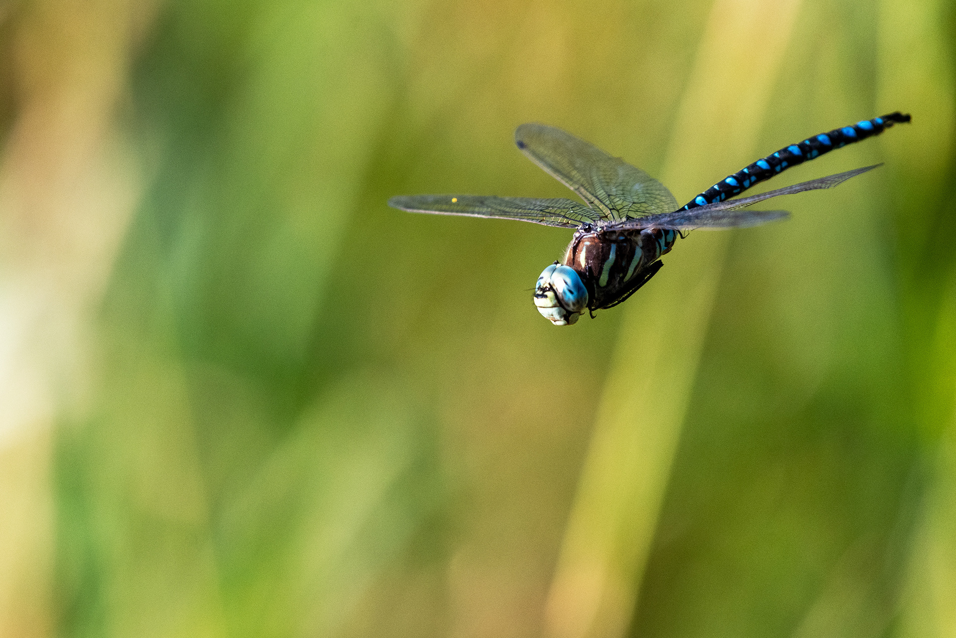 Dragonfly in flight, close-up